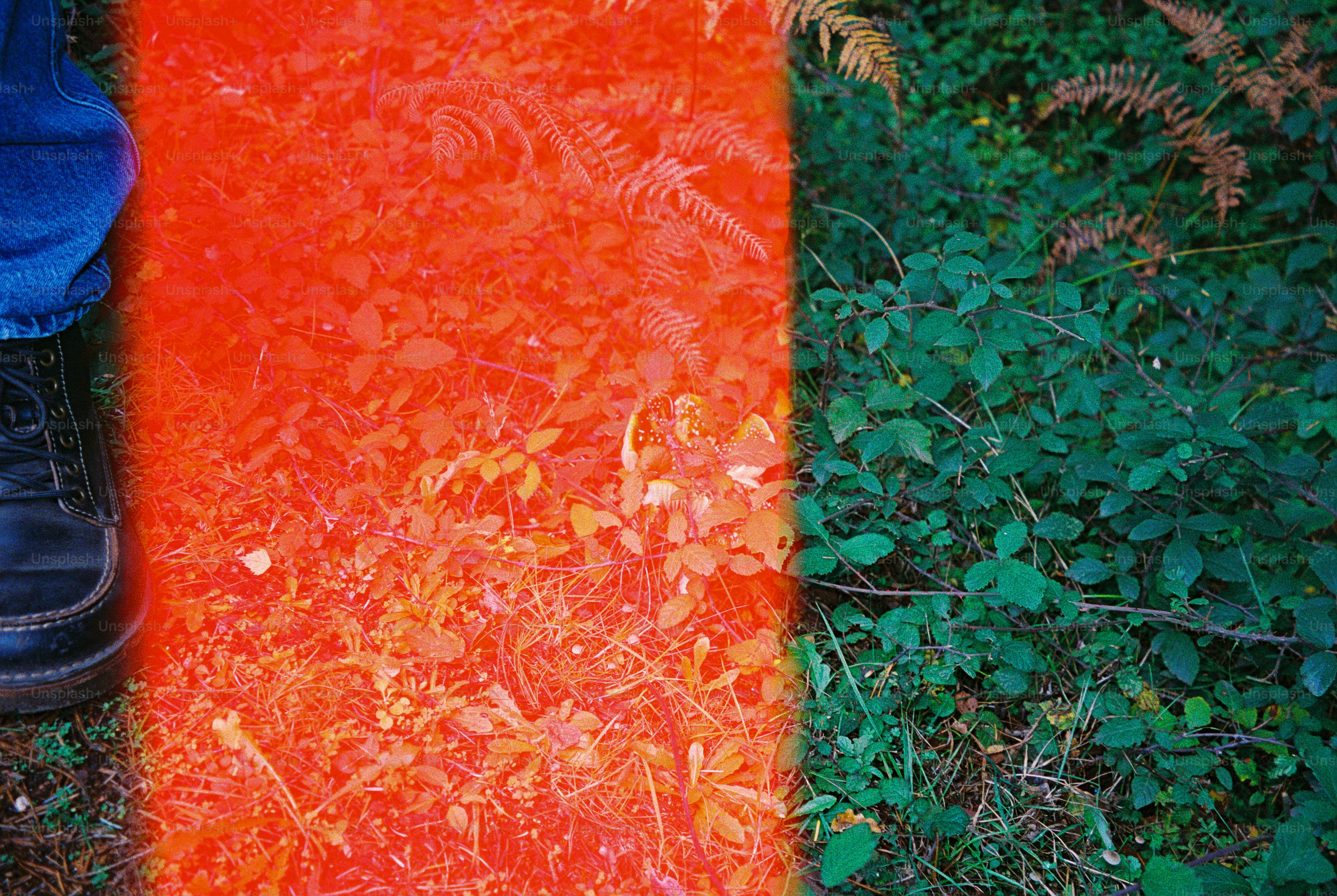 Mushrooms on soil with light leak - Photo on Unsplash+