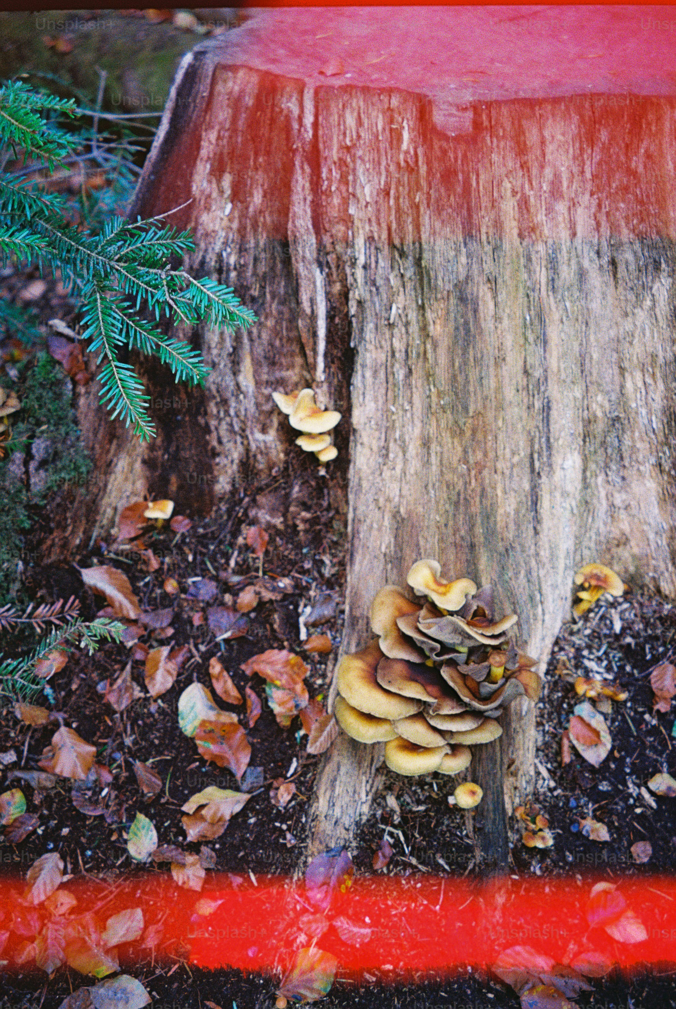 Mushrooms growing on weathered tree stump - Photo on Unsplash+