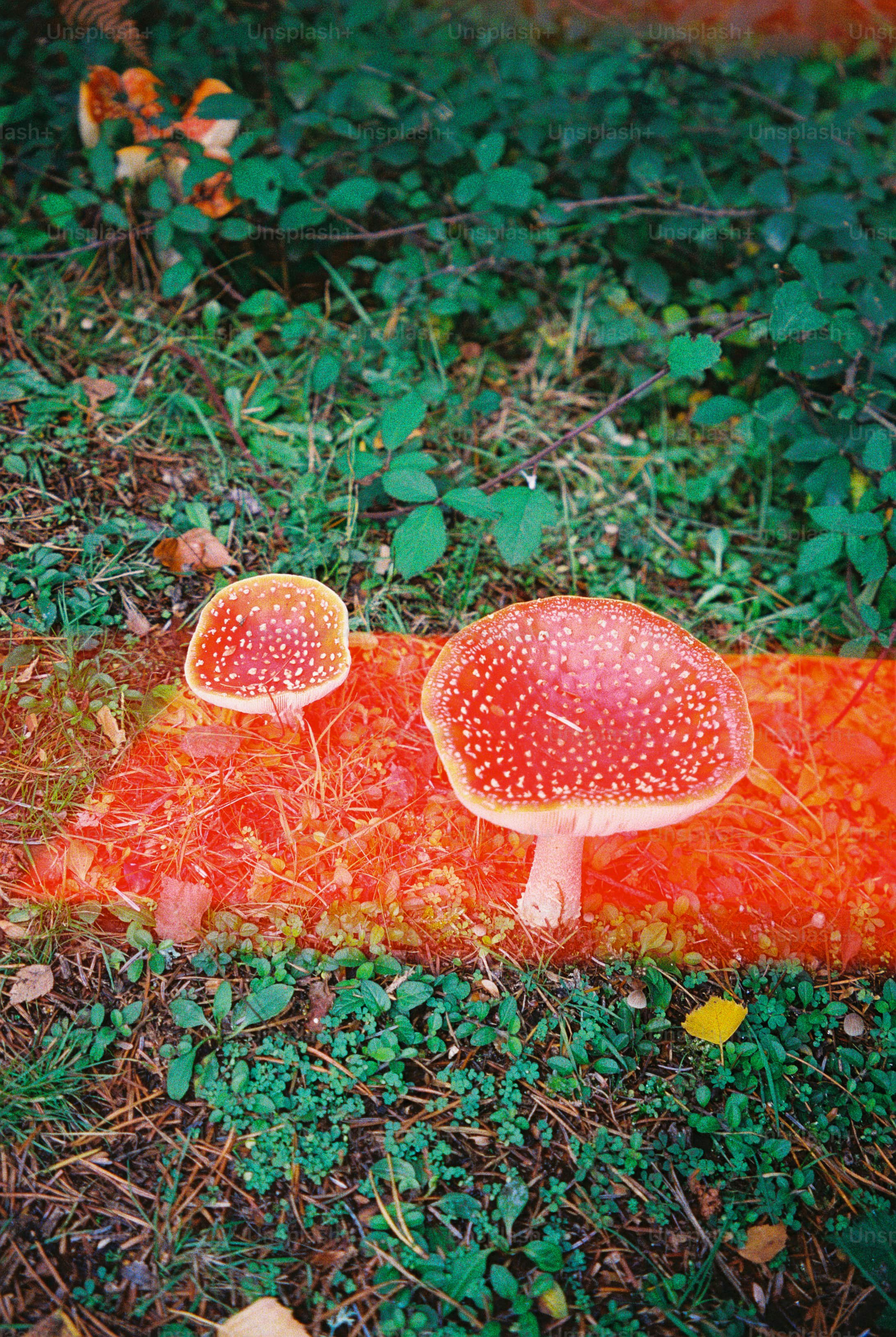 Mushrooms on soil with light leak - Photo on Unsplash+