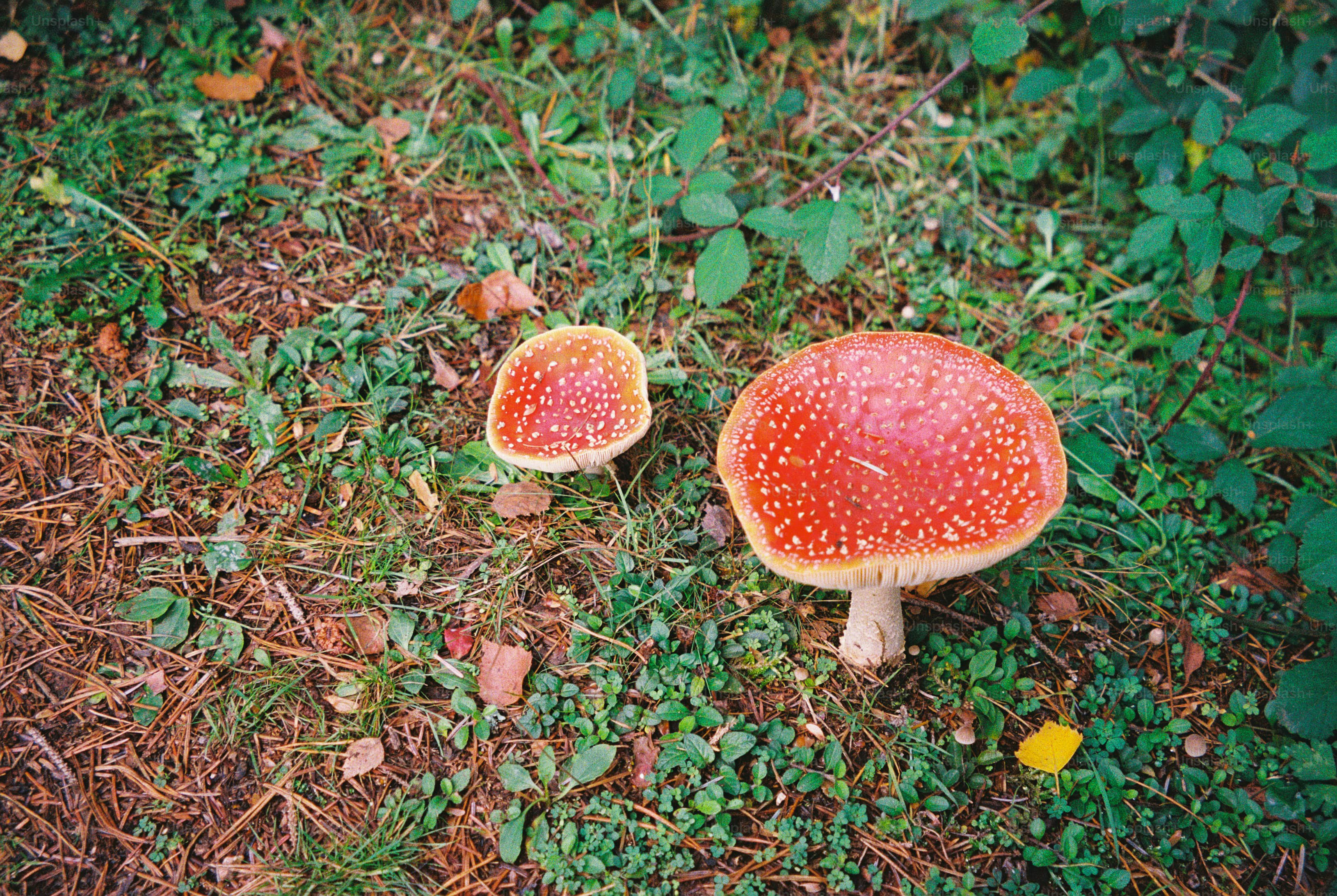 Red fly agaric mushrooms on forest floor - Photo on Unsplash+
