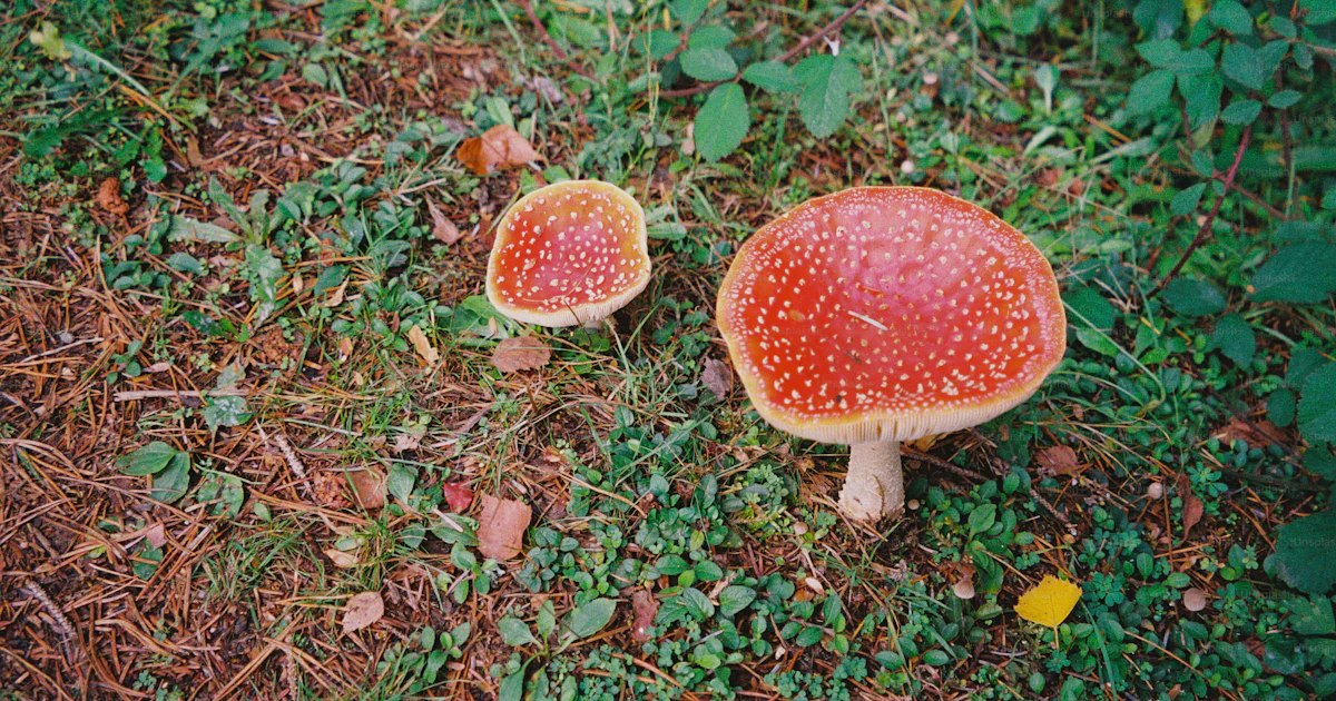 Red Bottom Fly Red fly agaric mushrooms on forest floor - Photo on Unsplash+