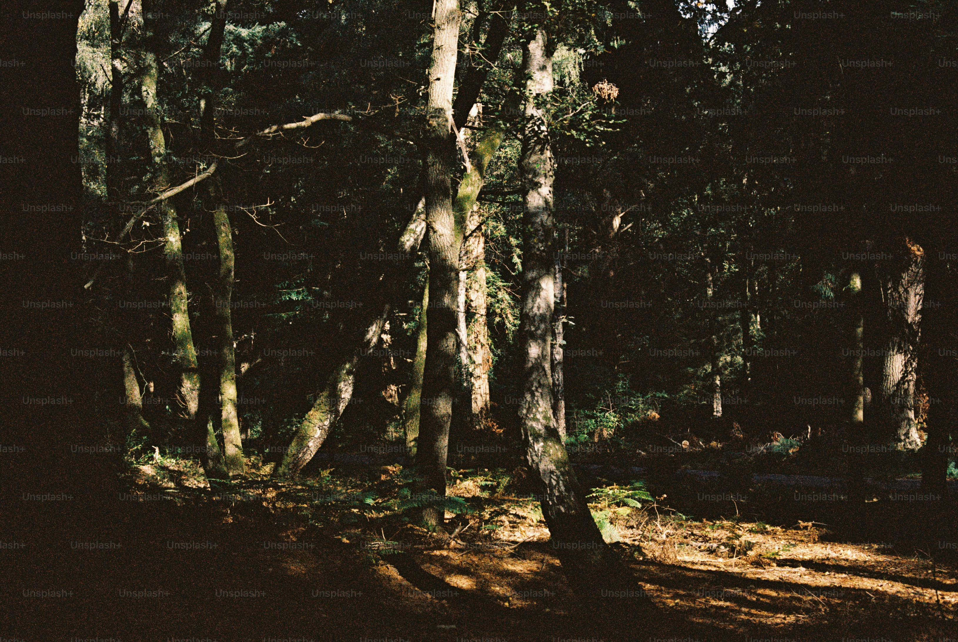 Tall trees in dense forest - Photo on Unsplash+