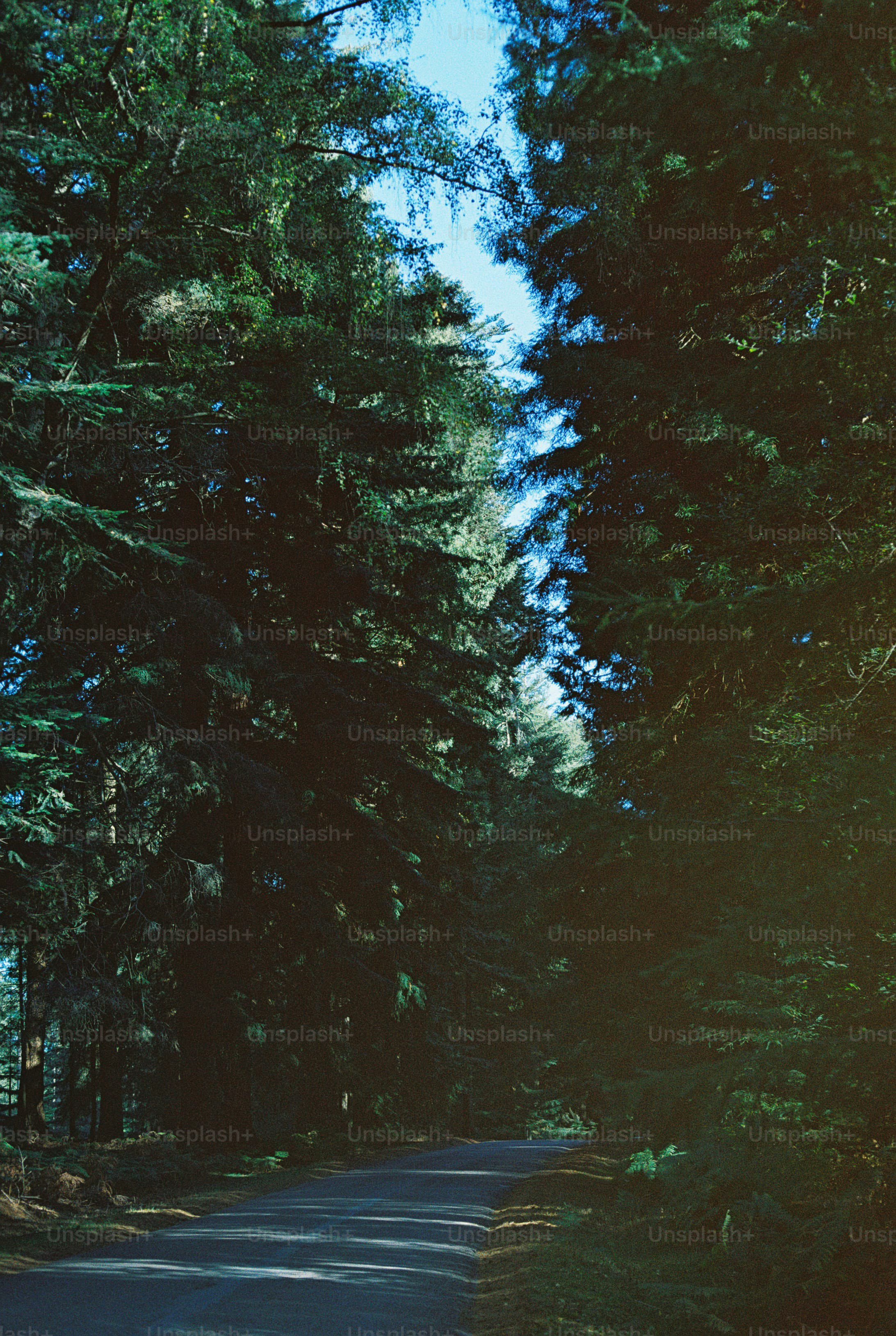 Tall trees in sunlit forest - Photo on Unsplash+