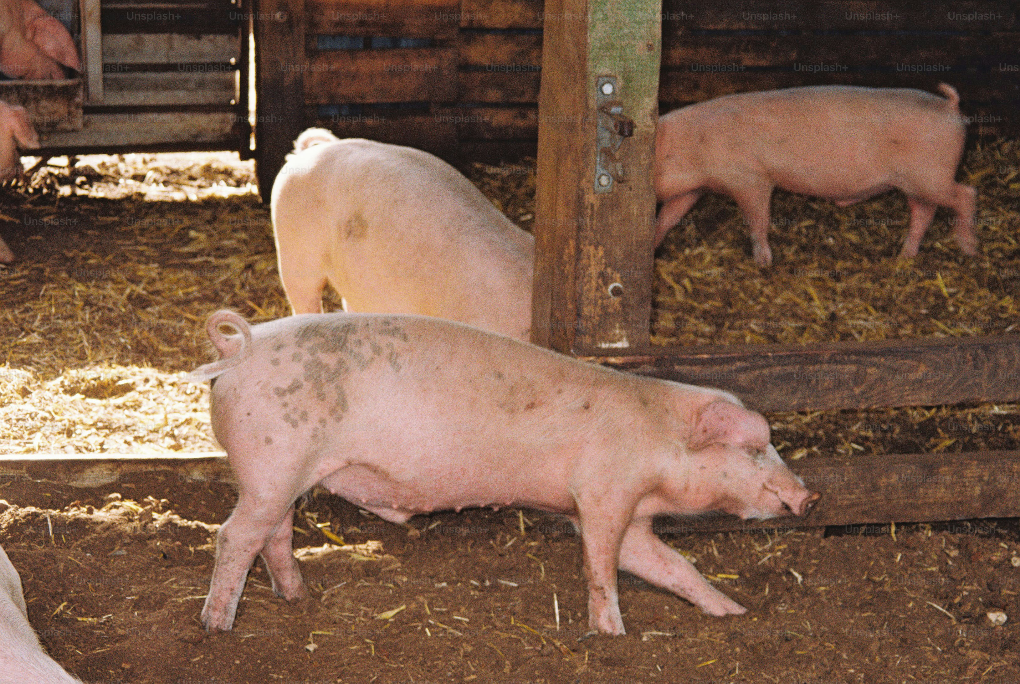 Pink pigs in wooden pen - Photo on Unsplash+