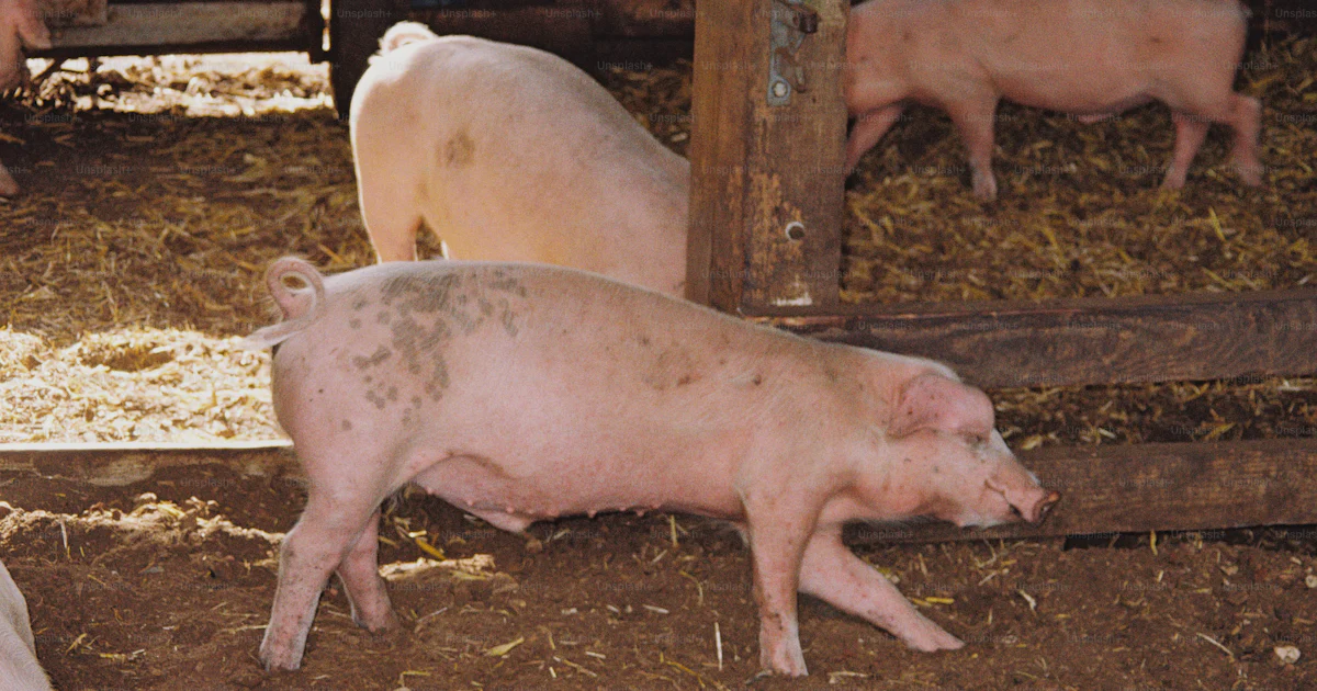 Alpha Pen Pink pigs in wooden pen - Photo on Unsplash+