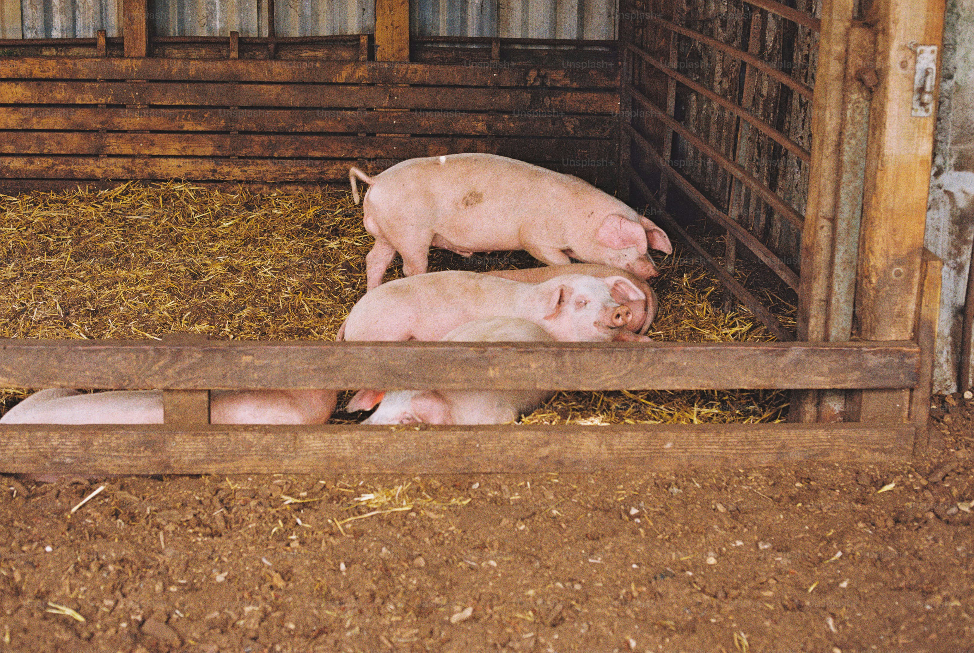 Pink pigs in wooden pen - Photo on Unsplash+