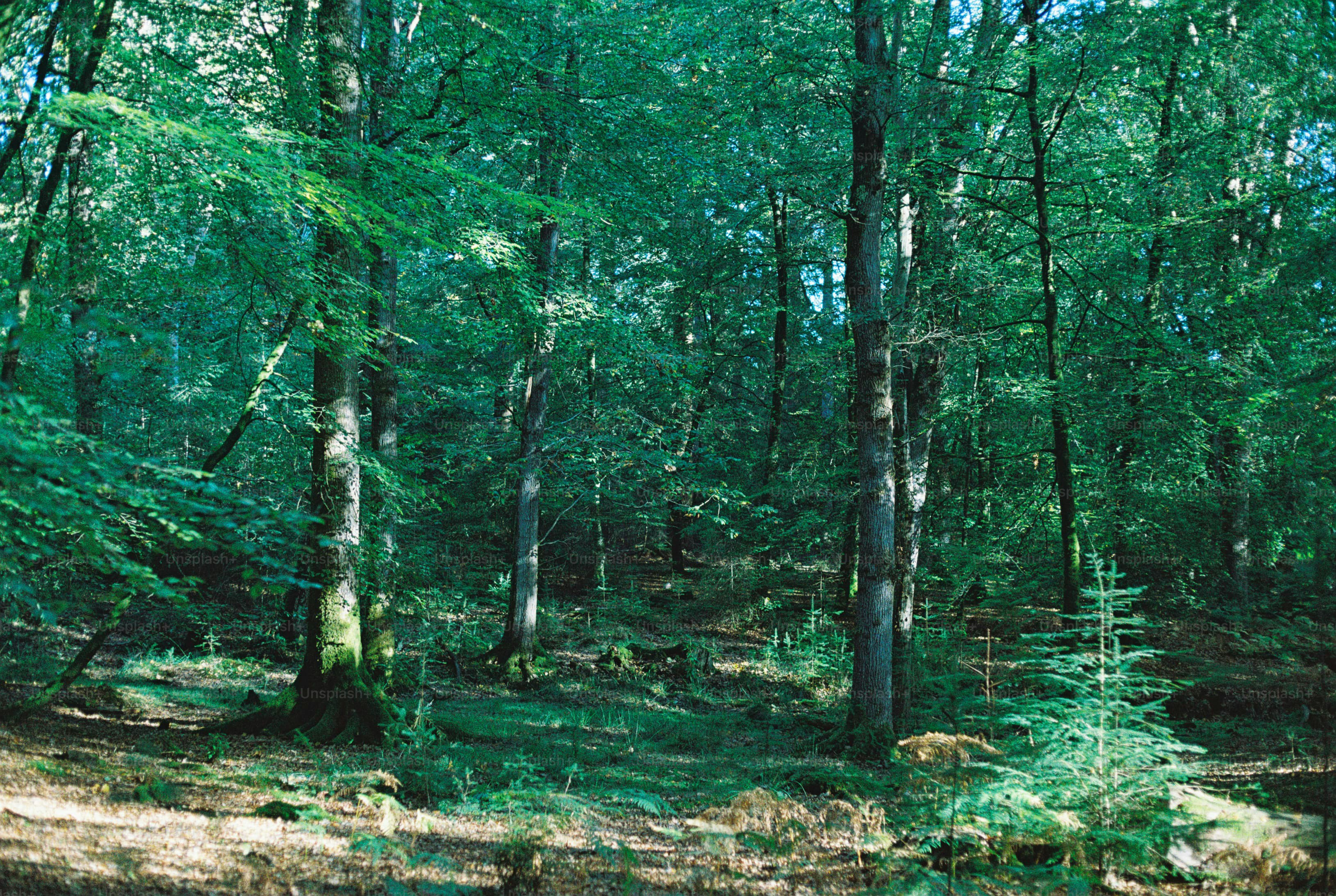 Tall trees in sunlit forest - Photo on Unsplash+