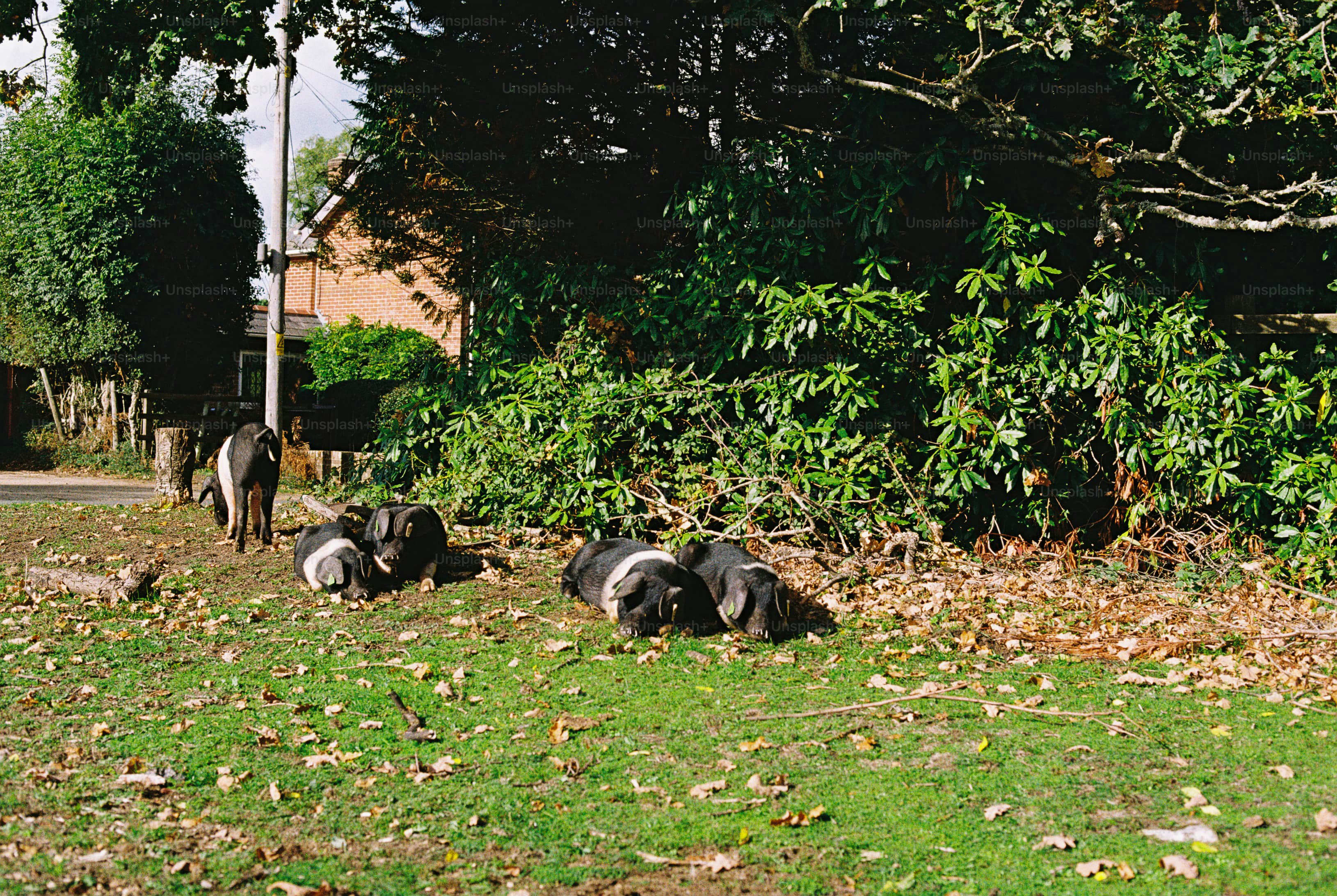 Black and white pigs on lawn - Photo on Unsplash+