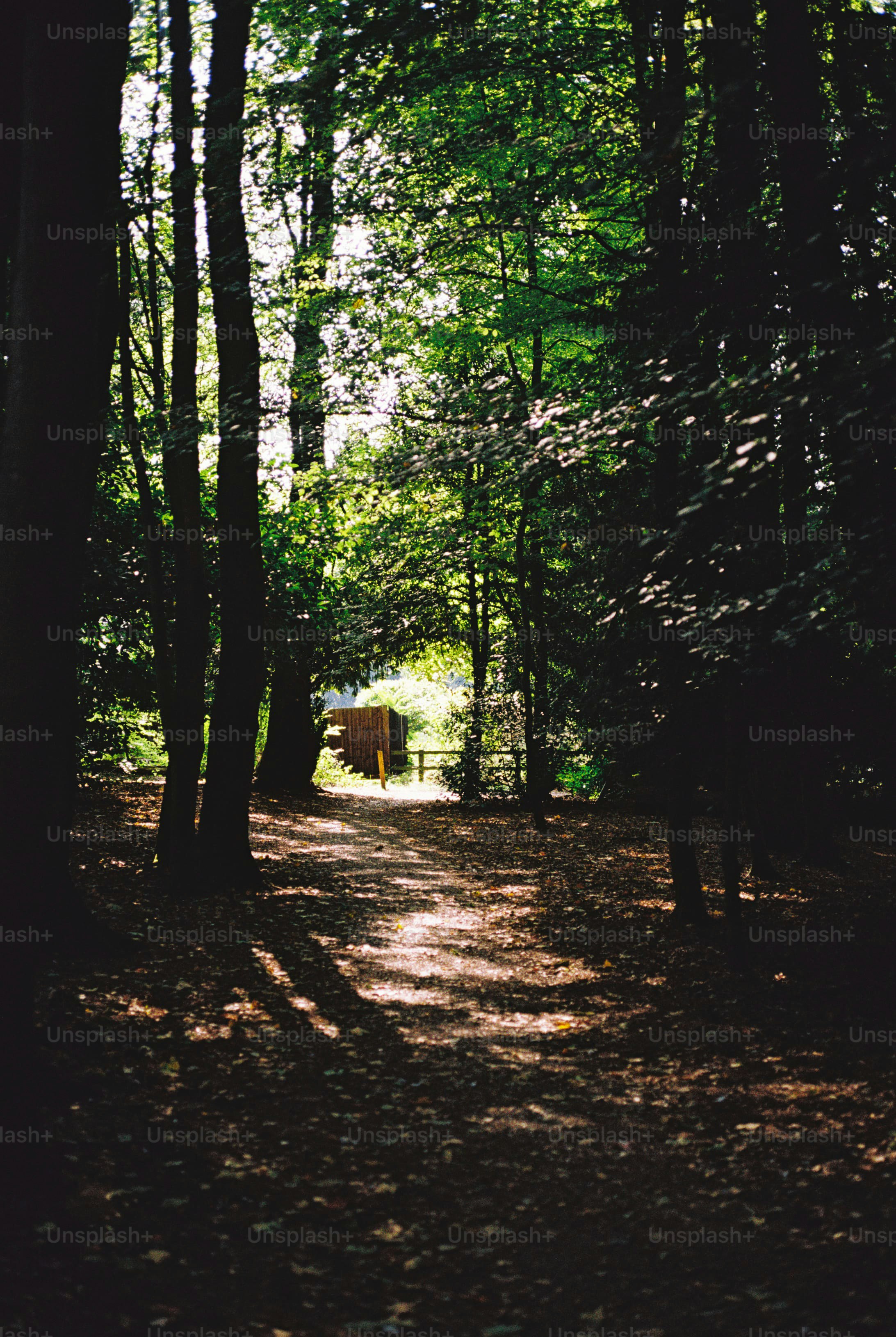 Dirt path through sunlit forest - Photo on Unsplash+