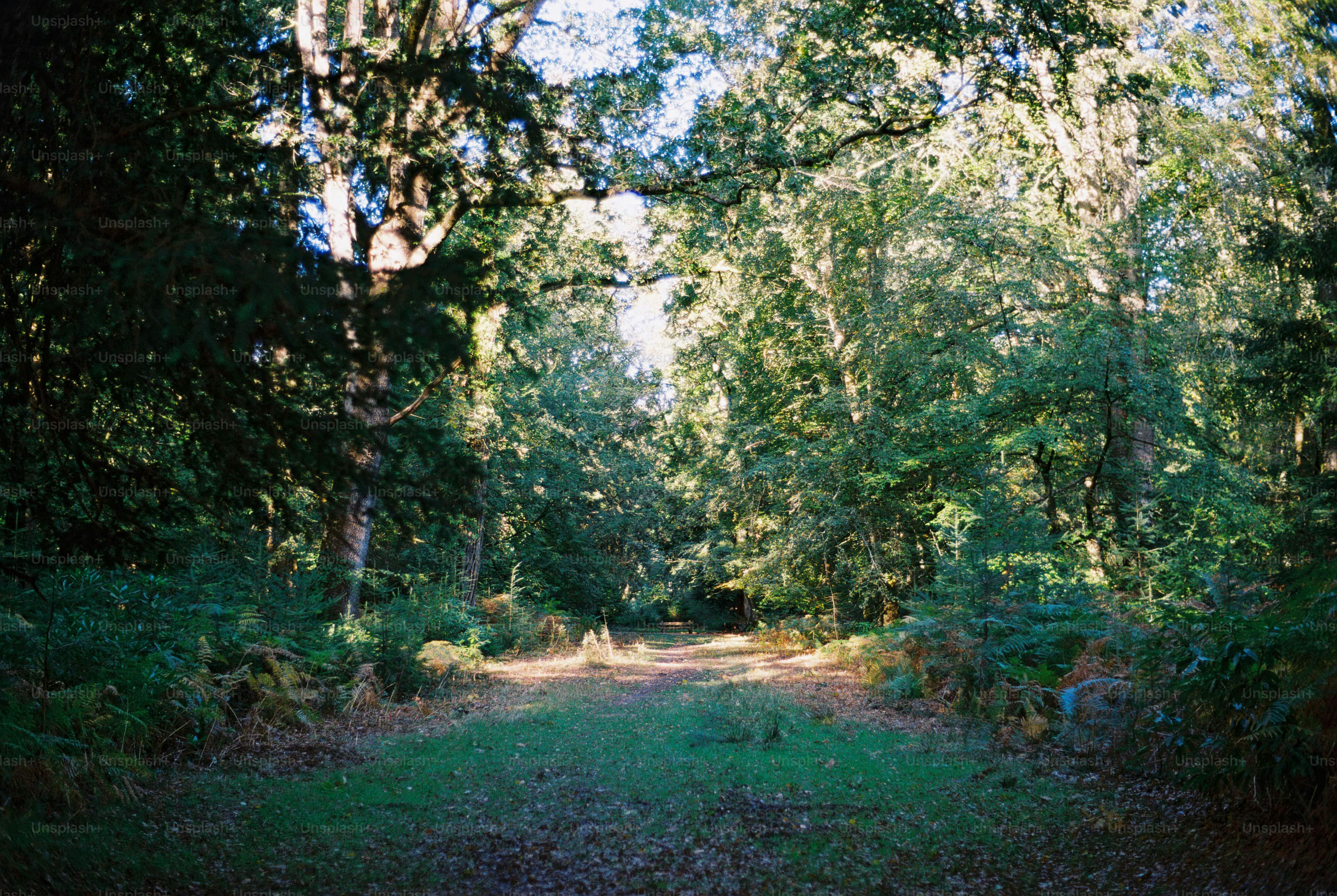 Dirt path through sunlit forest - Photo on Unsplash+