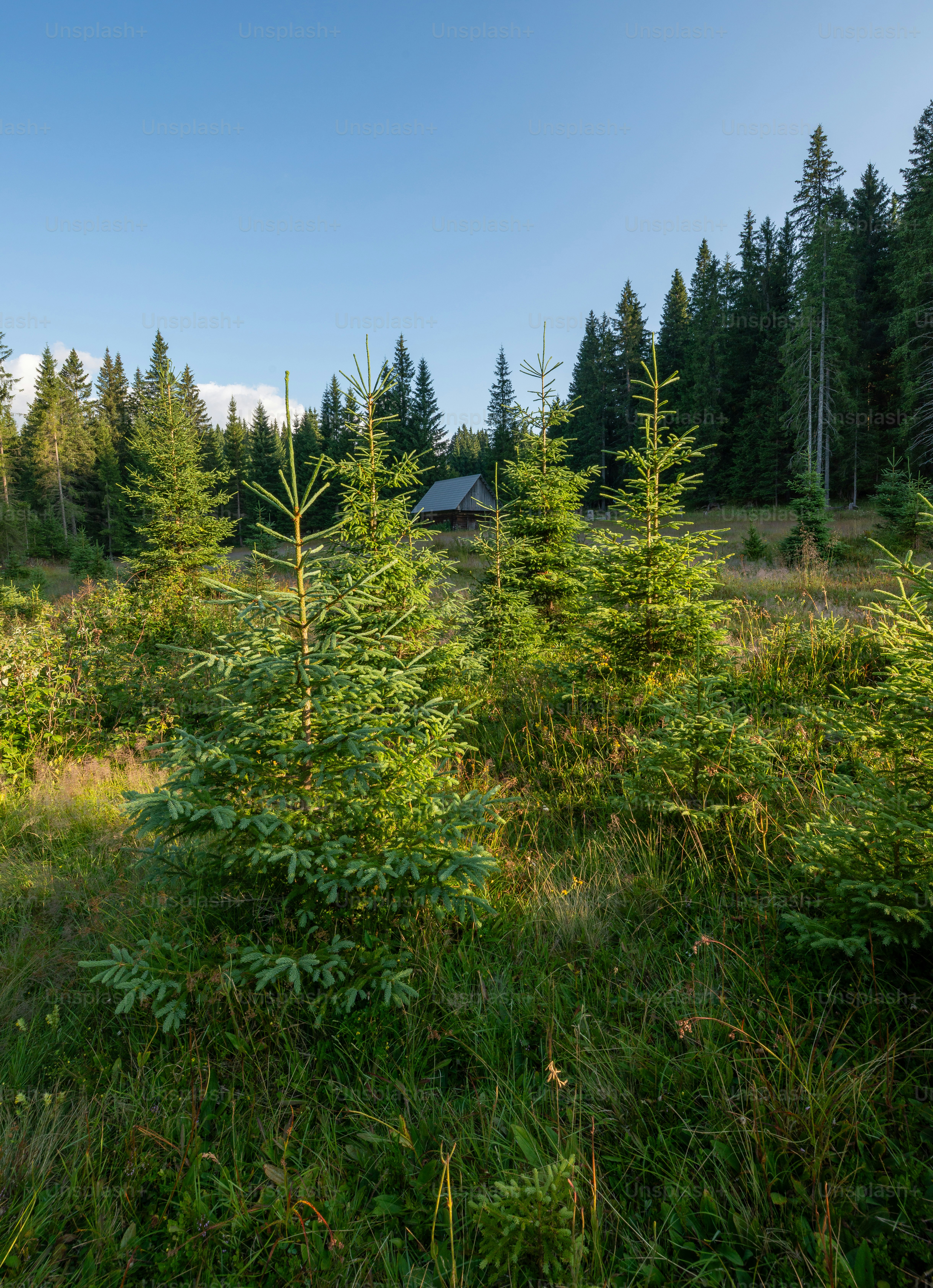Spruce trees on Pokljuka plateau meadow - Photo on Unsplash+