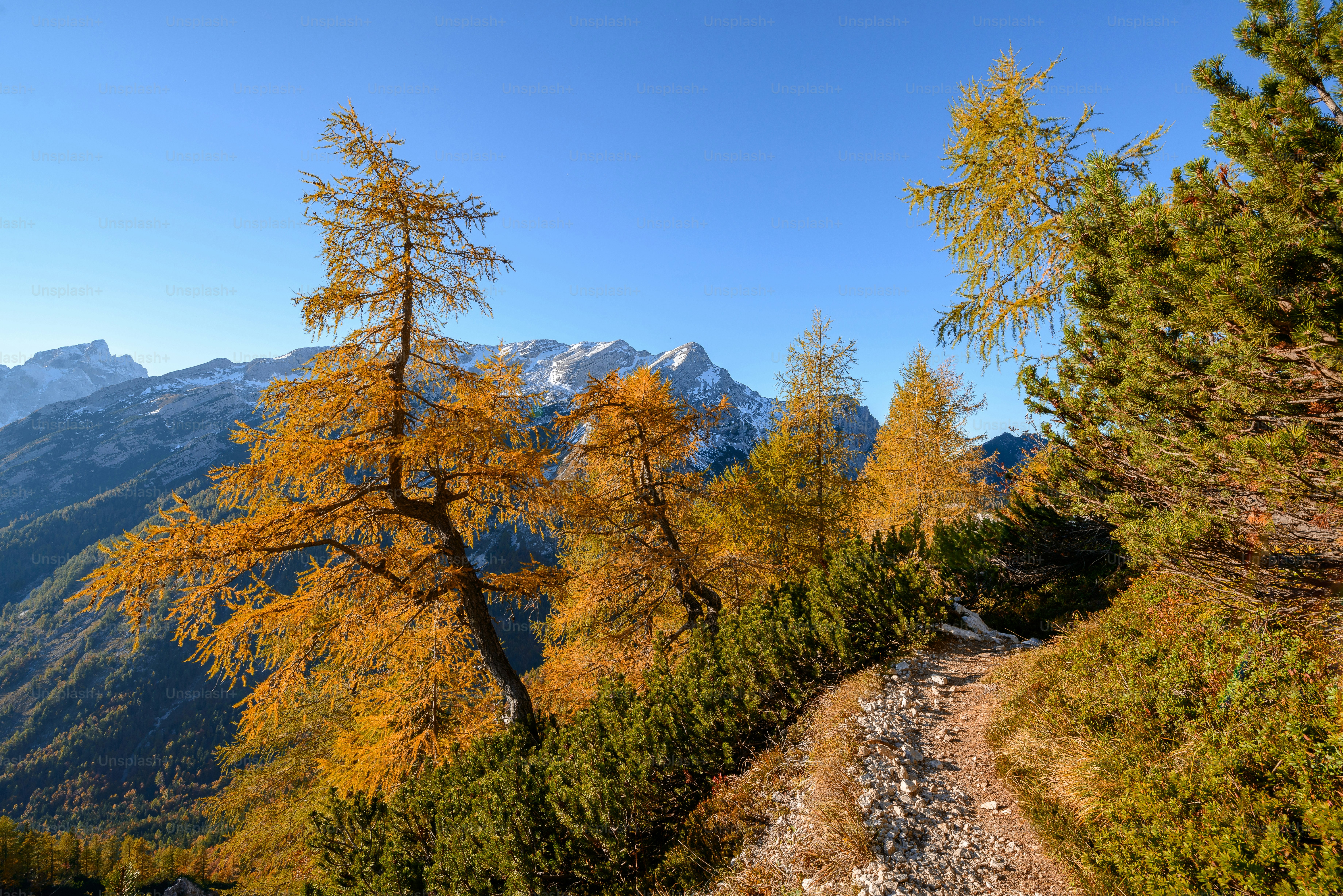 Gravel path toward mountain forest - Photo on Unsplash+