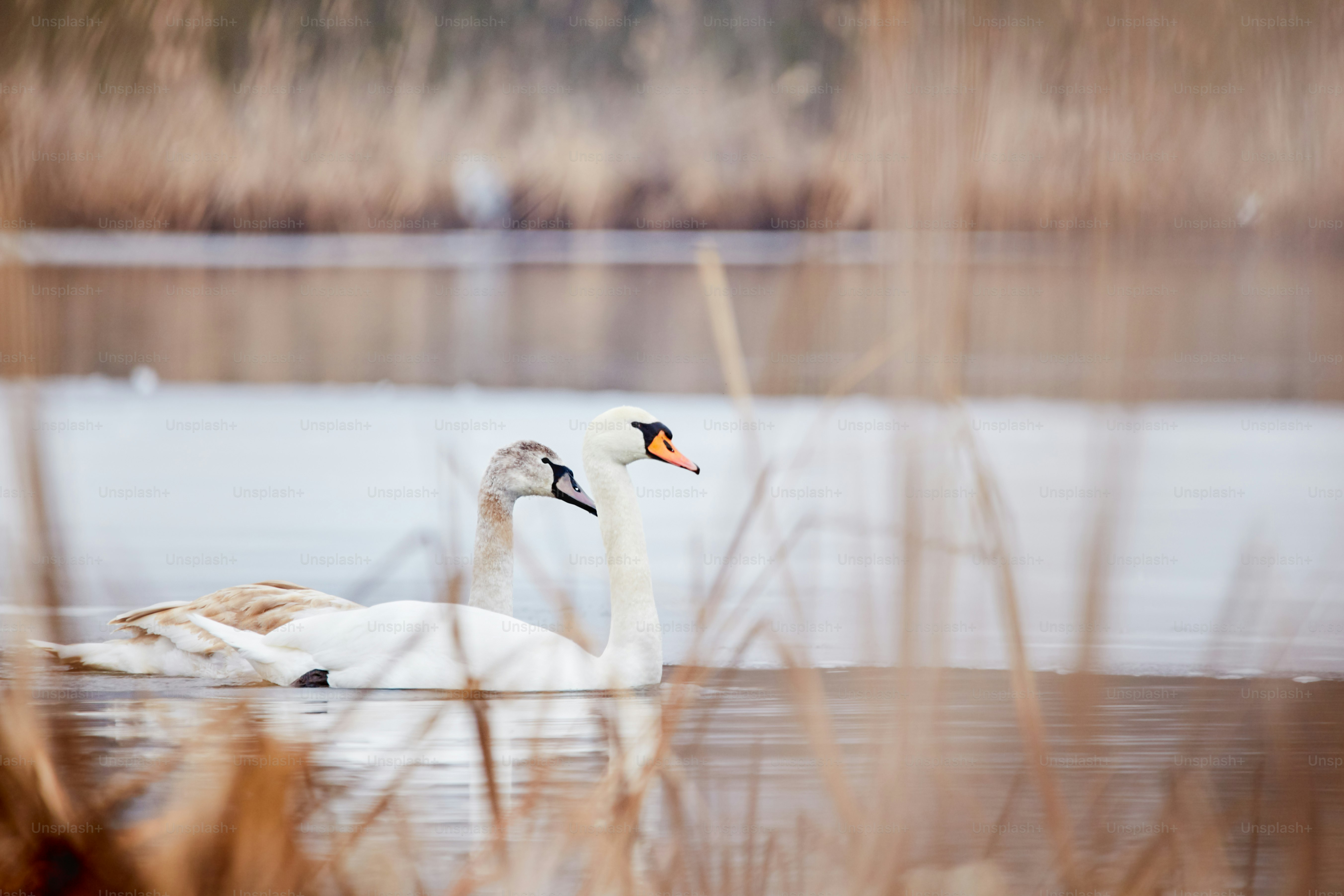 Swans on frozen lake in Gilău - Photo on Unsplash+