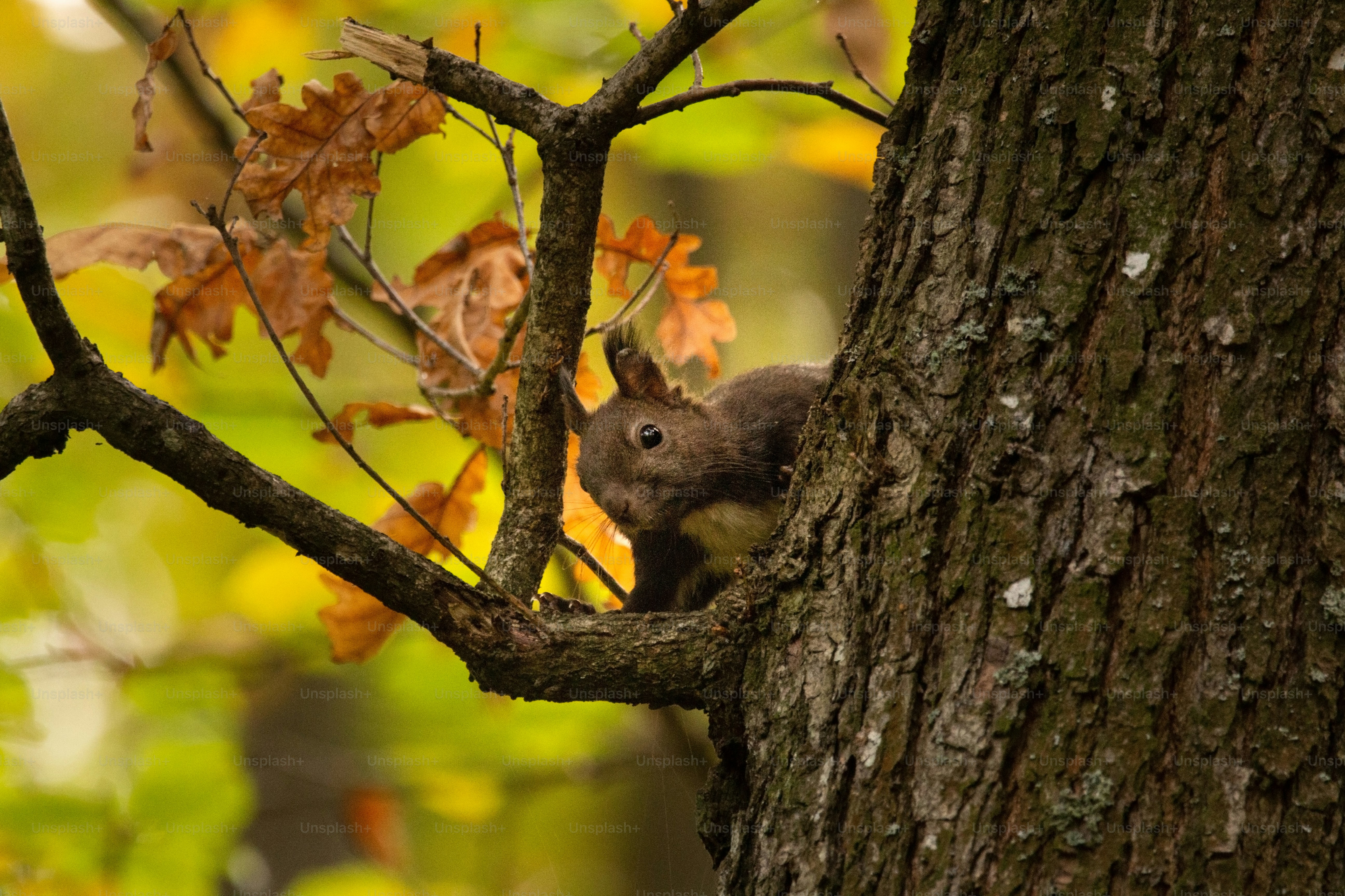 Squirrel on oak tree in autumn - Photo on Unsplash+