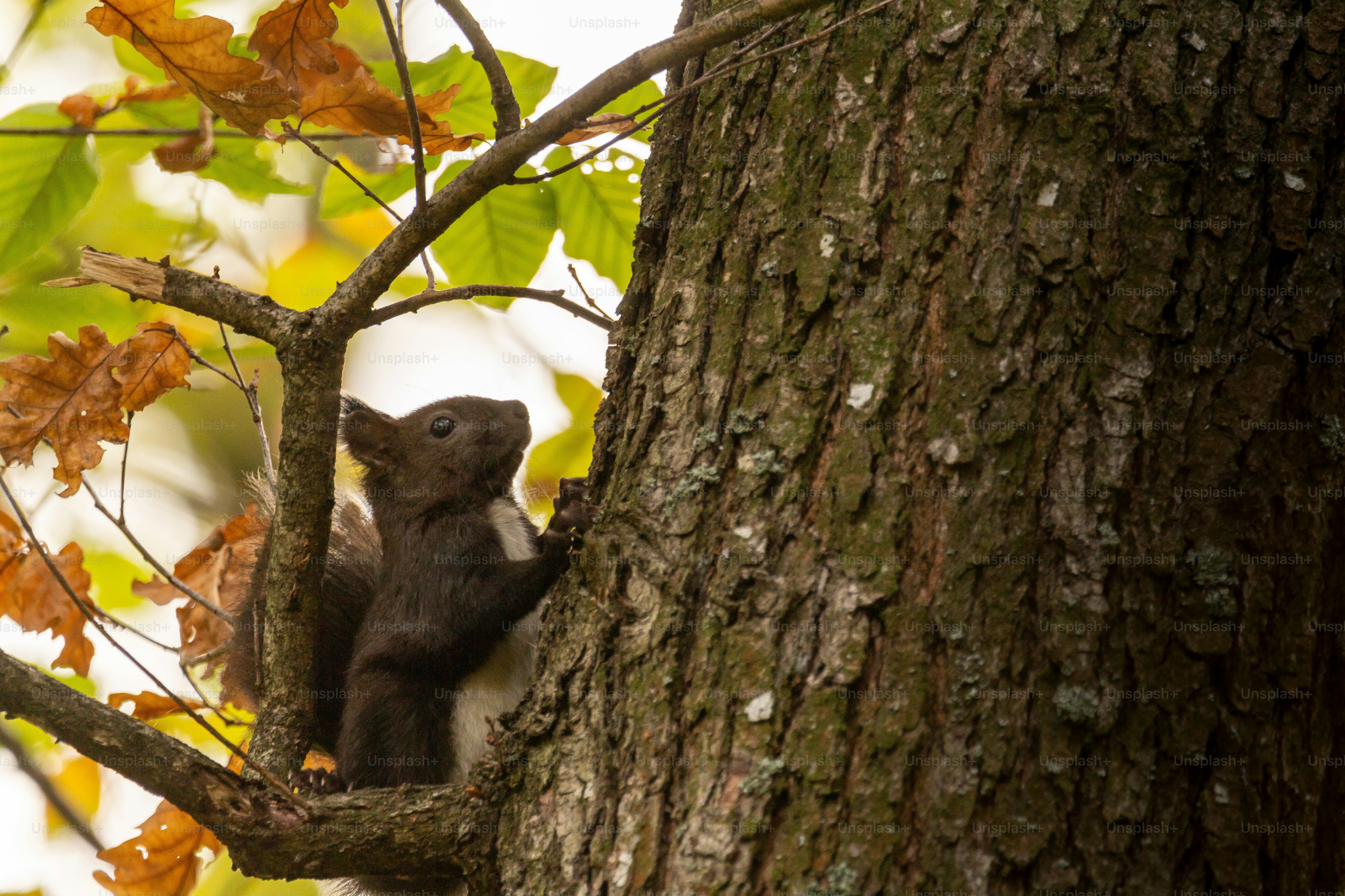 Squirrel on oak tree in autumn - Photo on Unsplash+