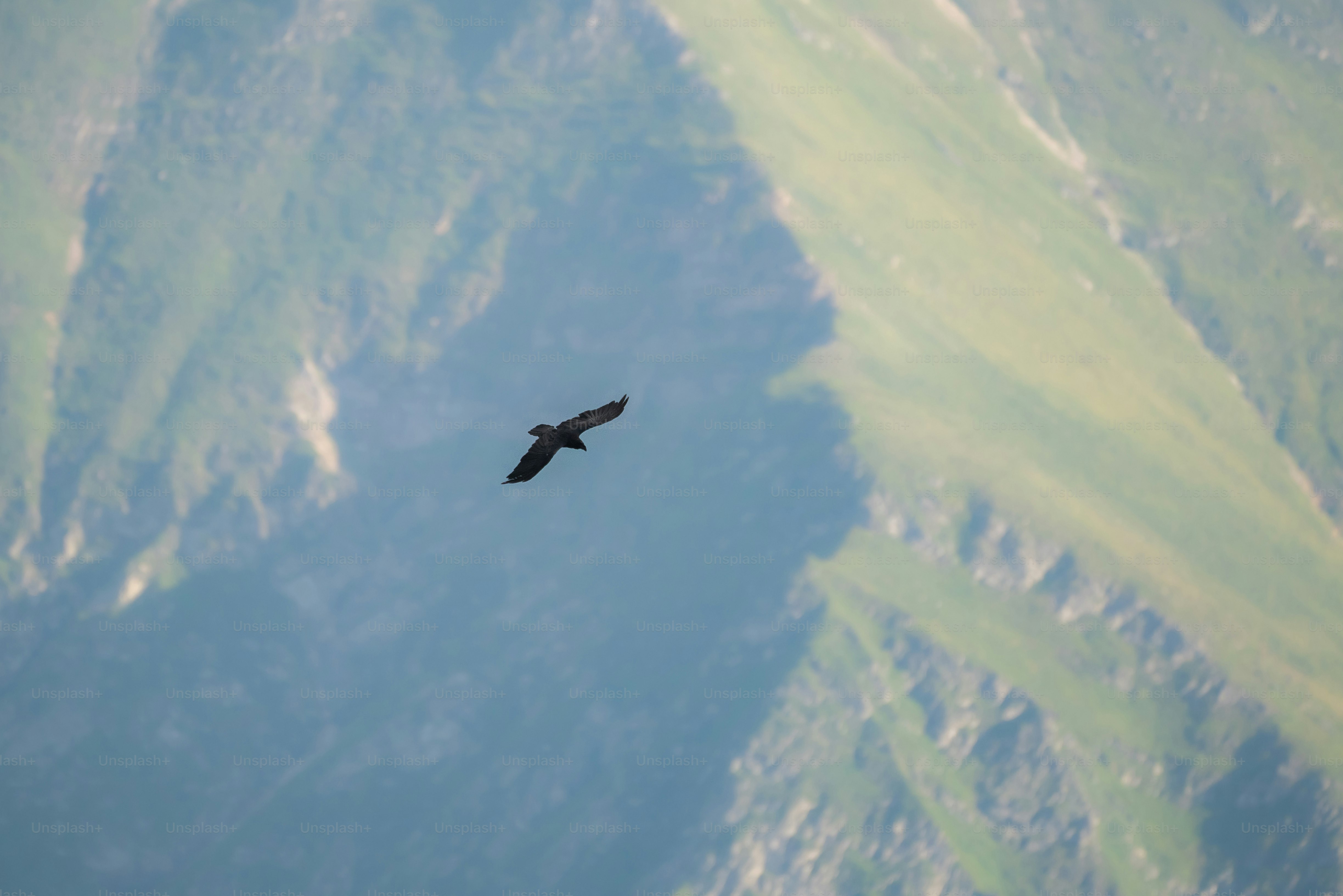 Raven flying over mountain slope - Photo on Unsplash+