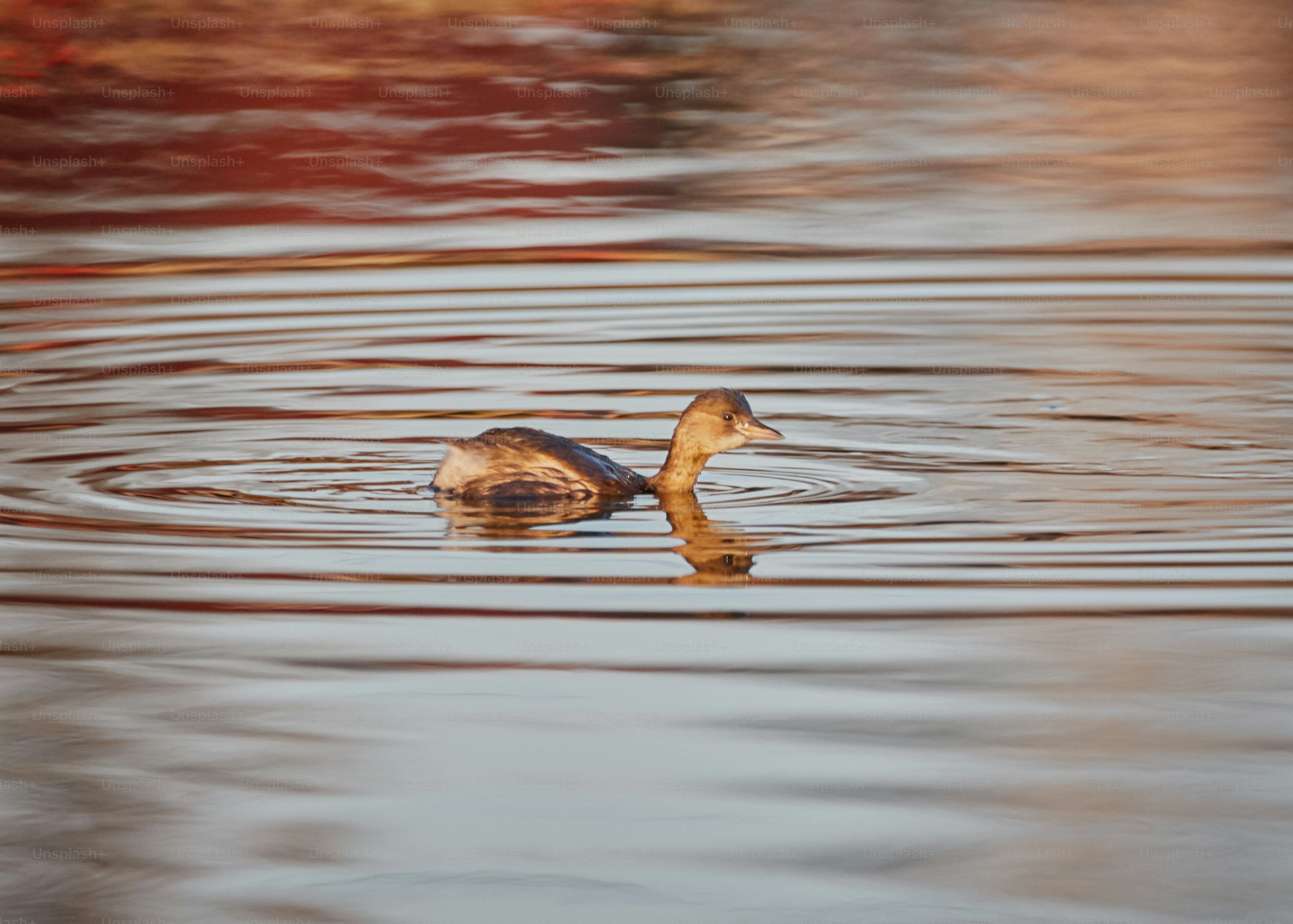 Little grebe swimming on calm water - Photo on Unsplash+