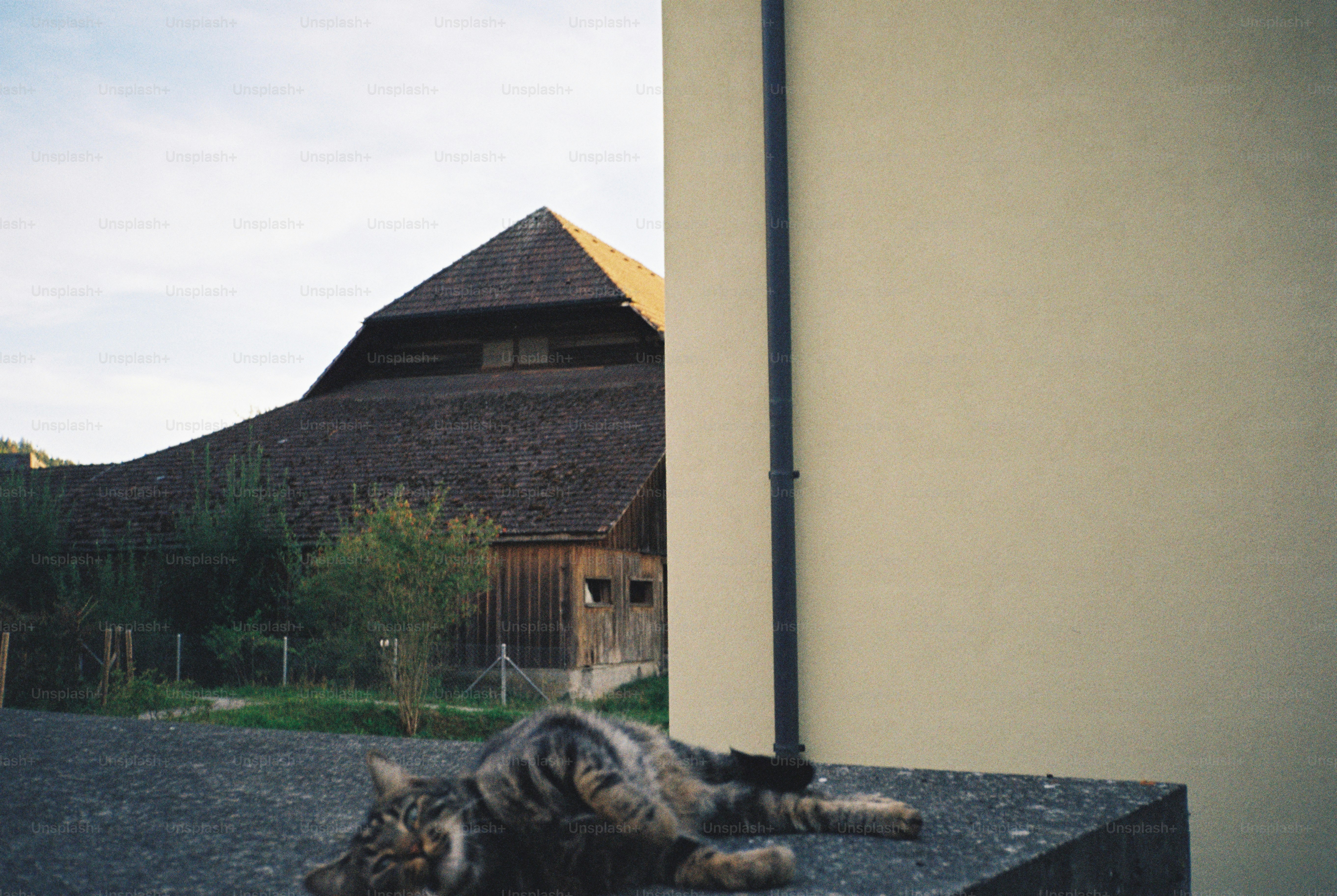 Tabby cat on concrete ledge - Photo on Unsplash+
