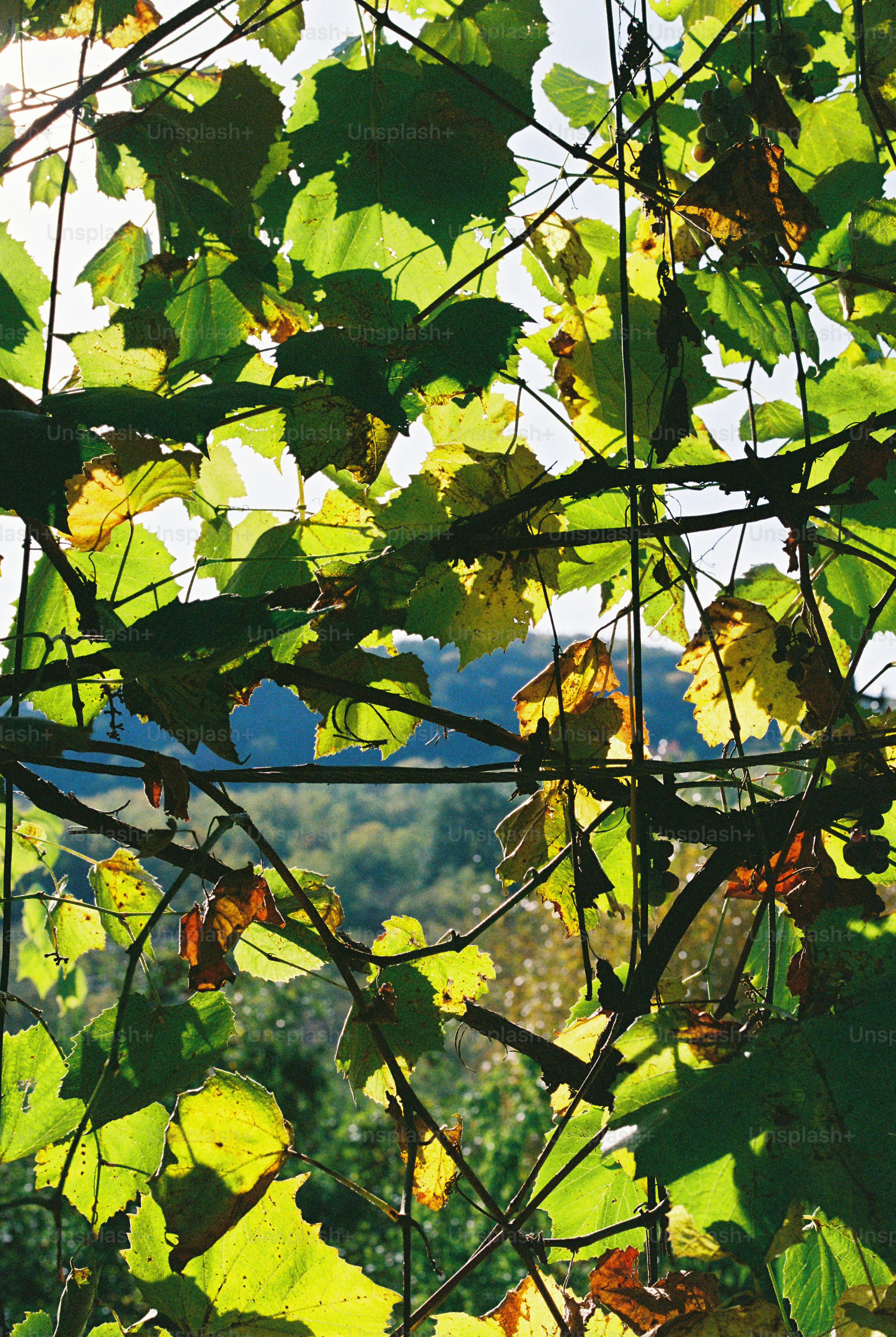 Backlit grape leaves on vines - Photo on Unsplash+