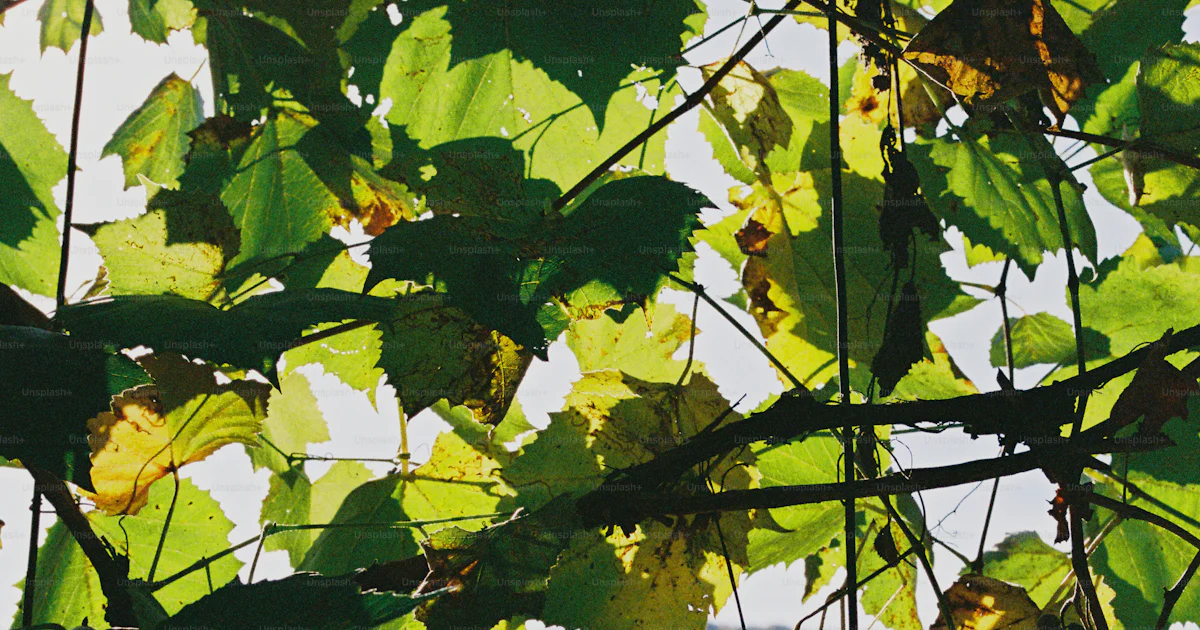 Grape Splalash Backlit grape leaves on vines - Photo on Unsplash+