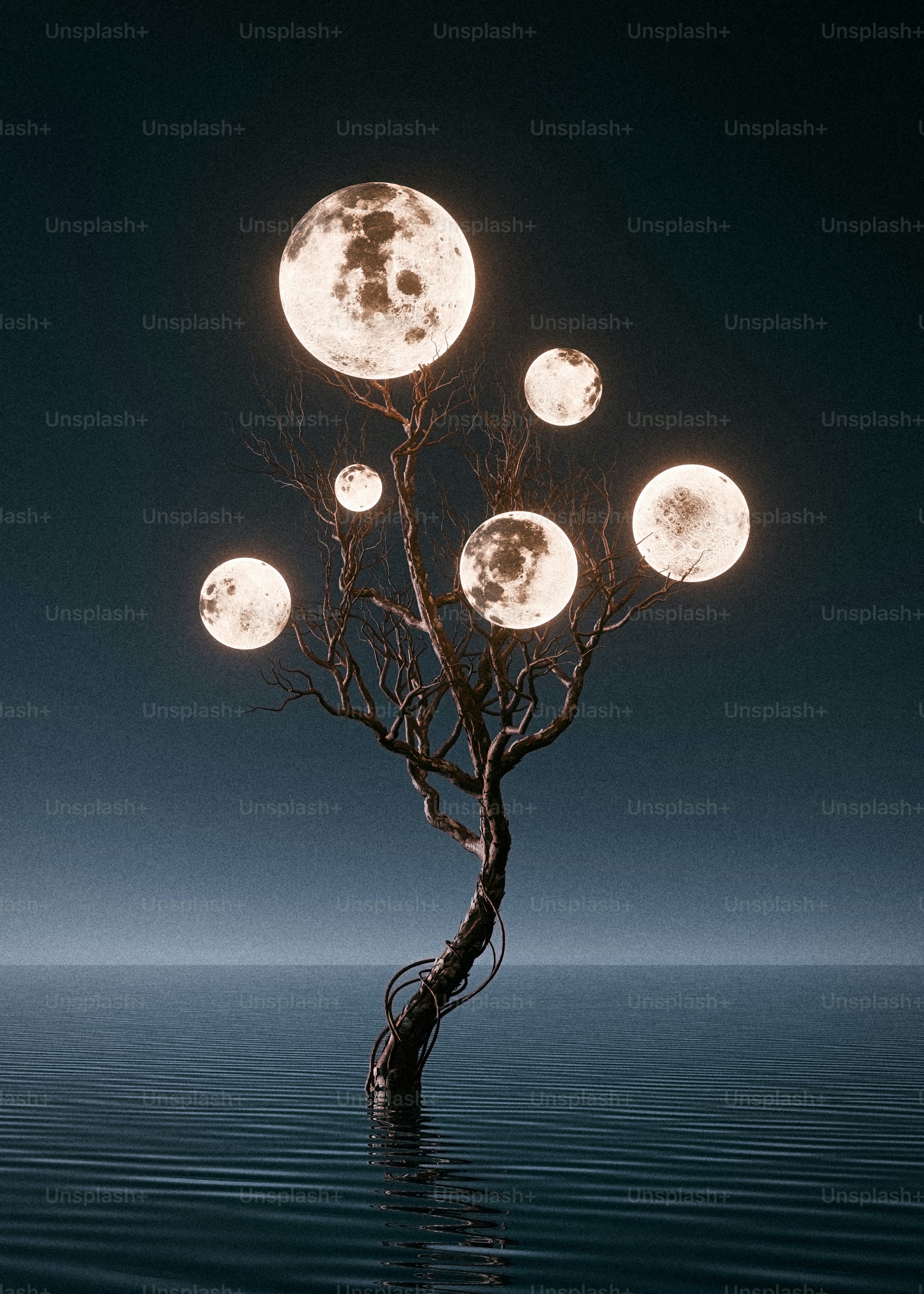 Arbre sans feuilles avec fruit de la lune lumineuse - Photo sur Unsplash+