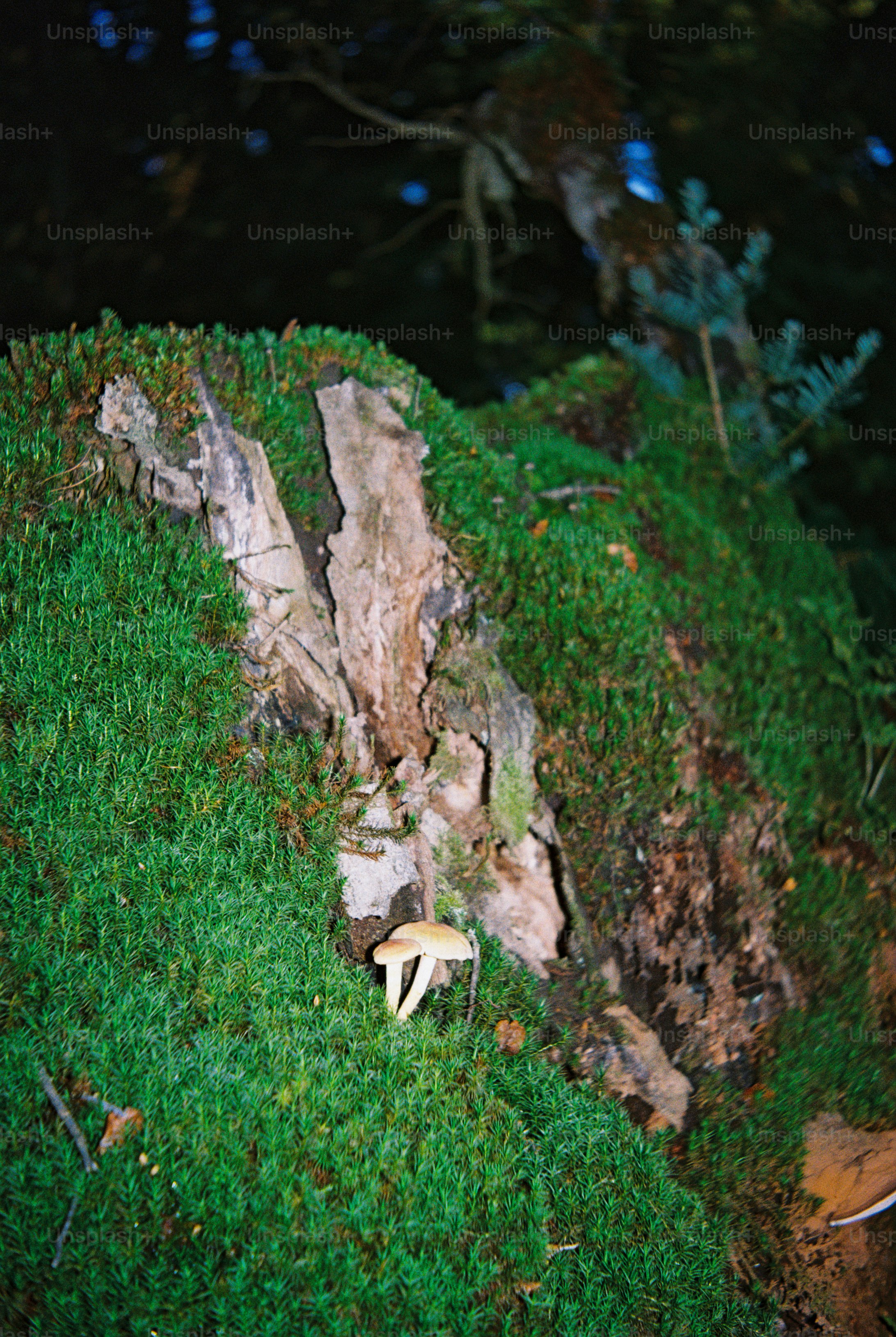 Mushrooms on mossy tree stump - Photo on Unsplash+