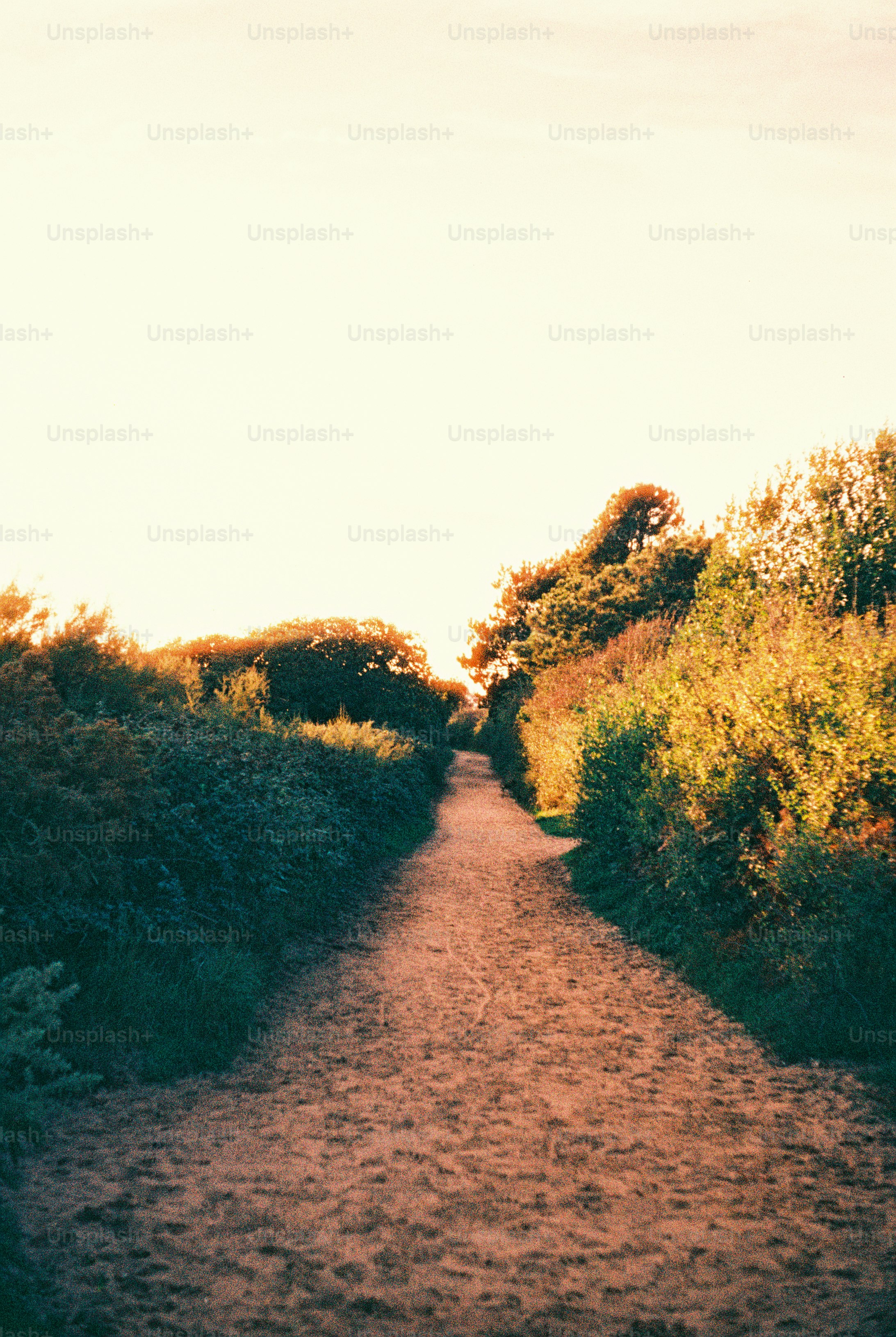 Sandy path through green bushes - Photo on Unsplash+