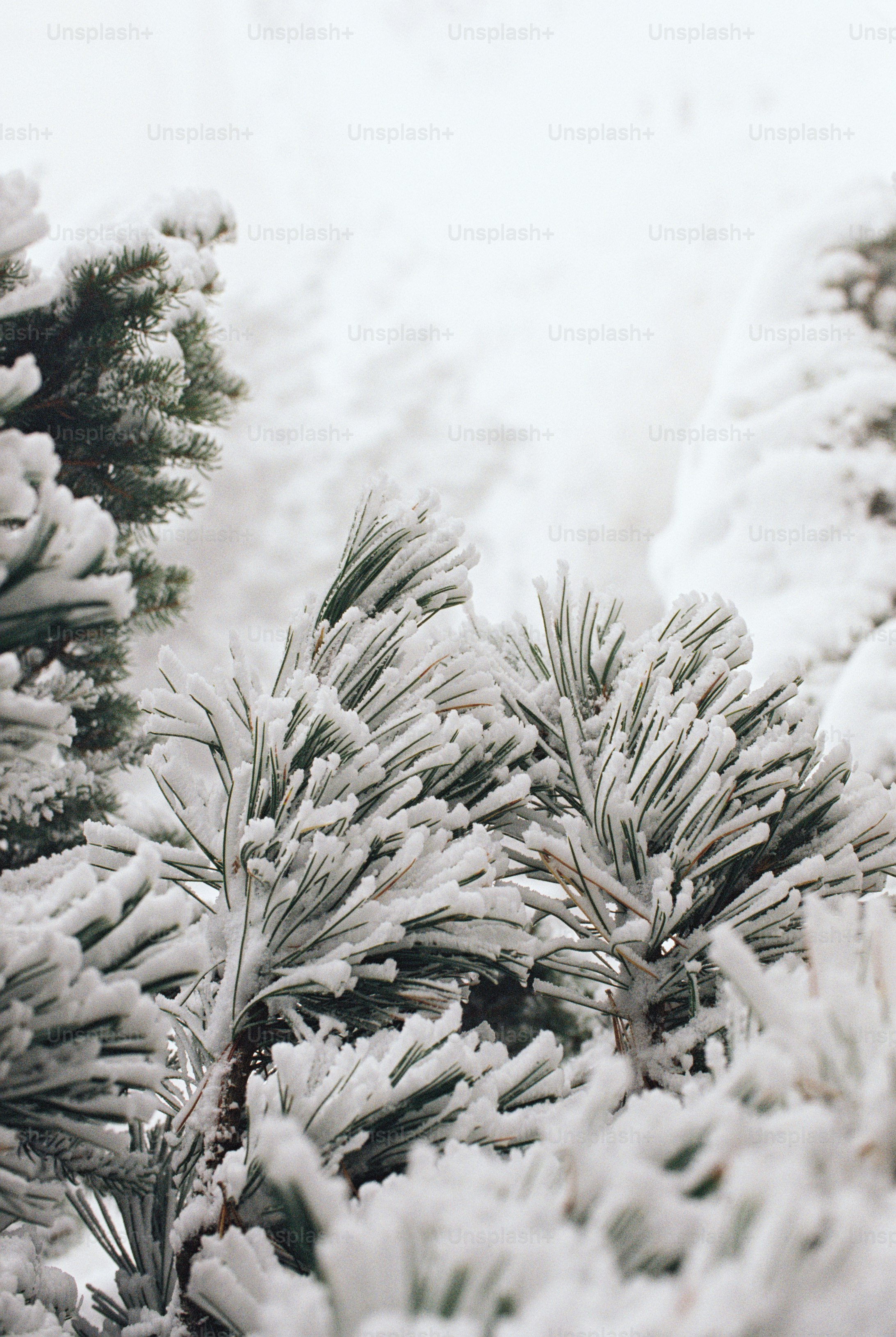 Snow covered conifer needles in winter - Photo on Unsplash+