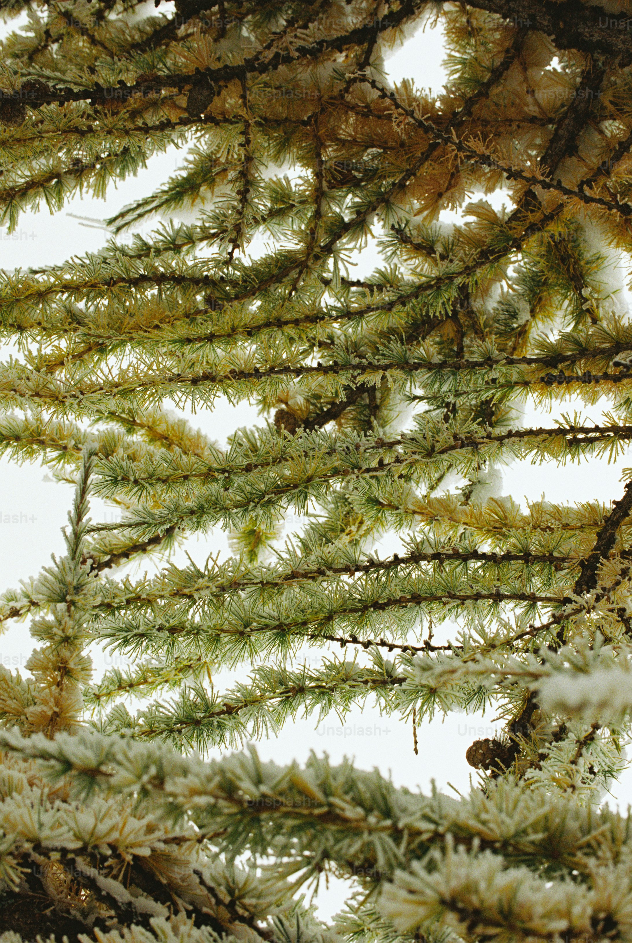 Frosty conifer branches with pine cones - Photo on Unsplash+