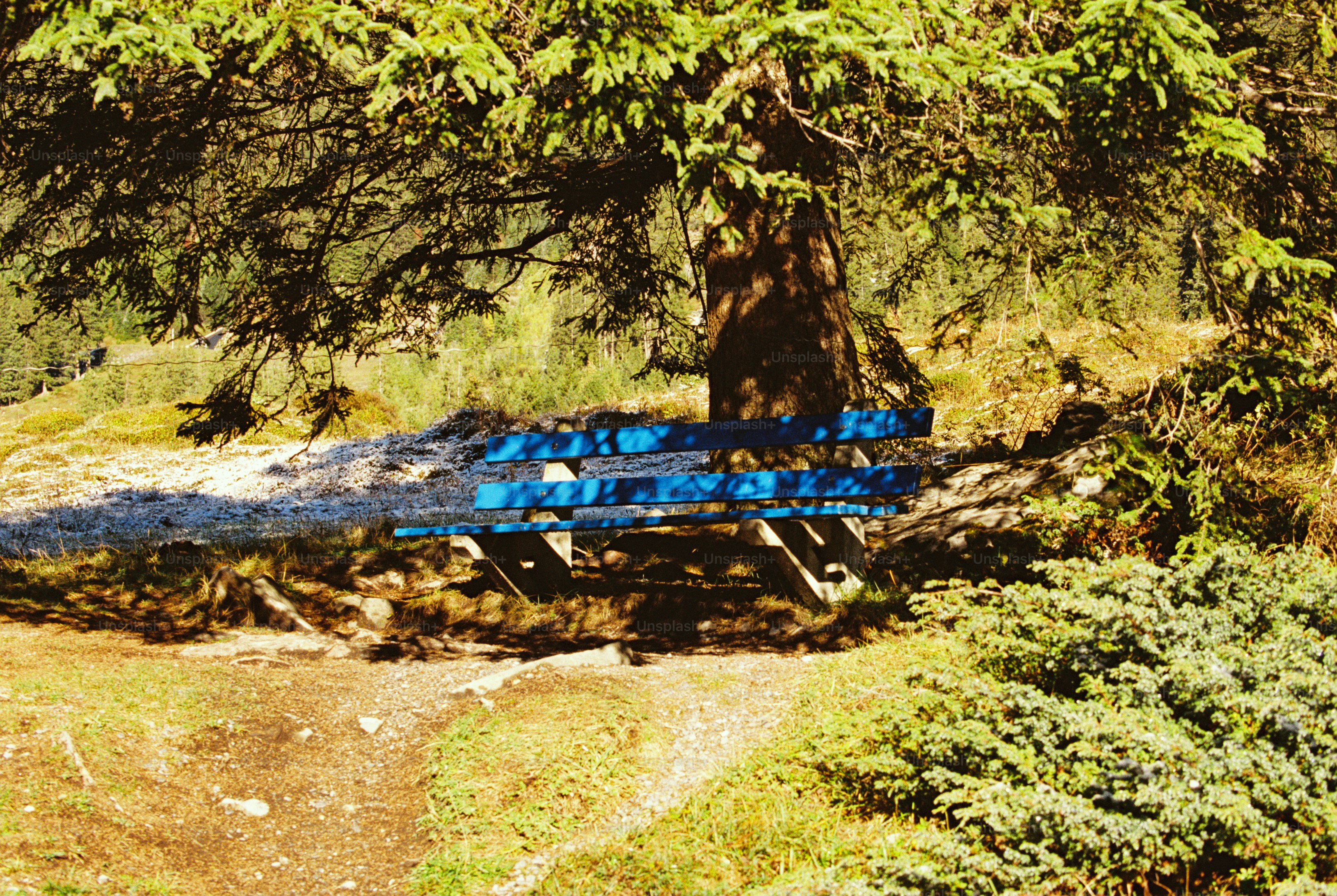 Blue bench under spruce tree - Photo on Unsplash+
