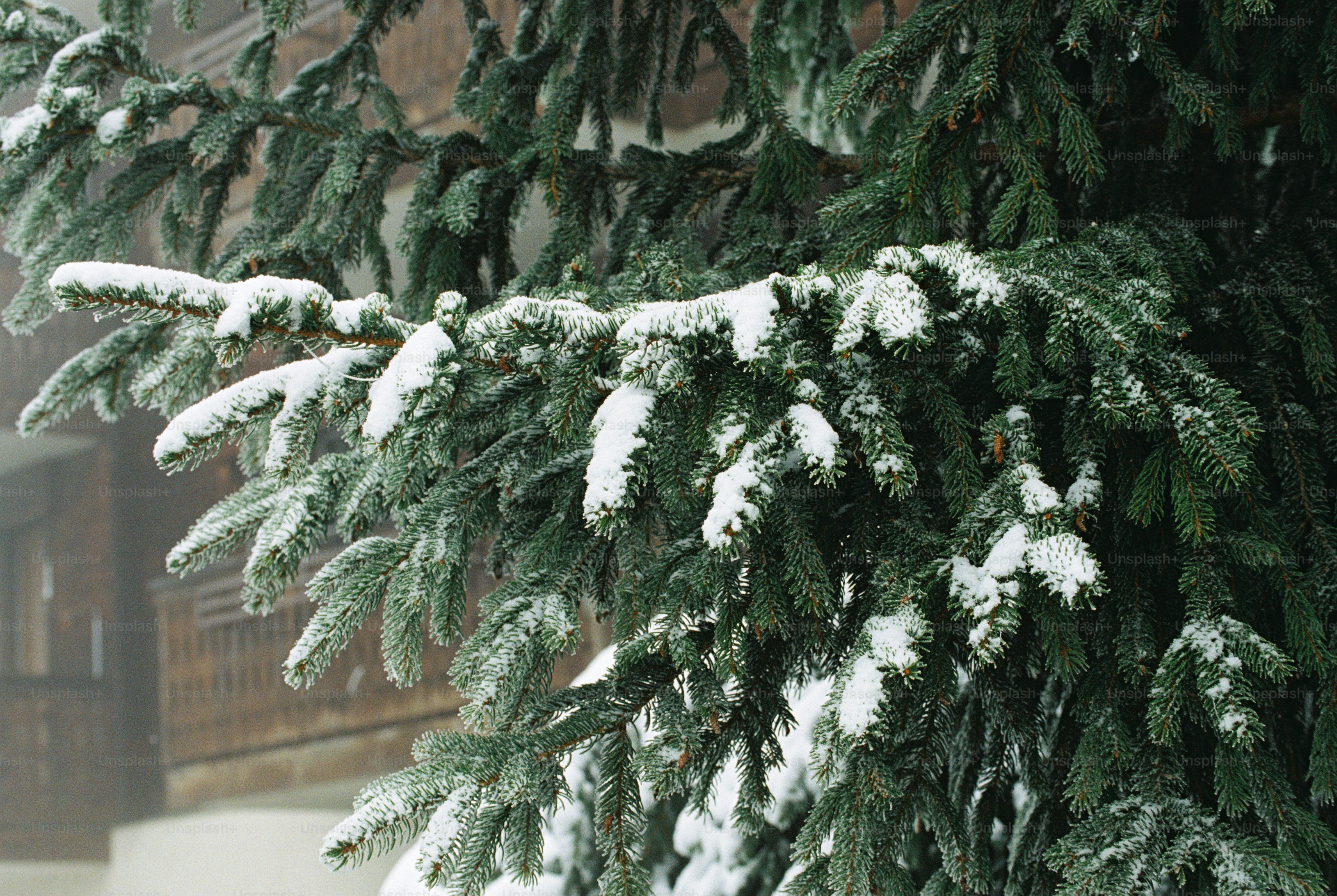 Spruce branch covered in fresh snow - Photo on Unsplash+