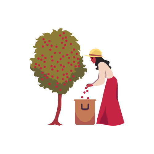 Woman cartoon character picking coffee beans from tree, flat vector illustration isolated on white background. Agricultural process of coffee harvesting.