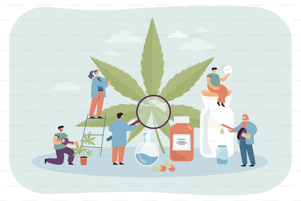 Tiny cartoon people examining, taking care of hemp providing it with water and food, producing medicaments. Cannabis flat vector illustration. Production of weed, healthcare, medicine concept
