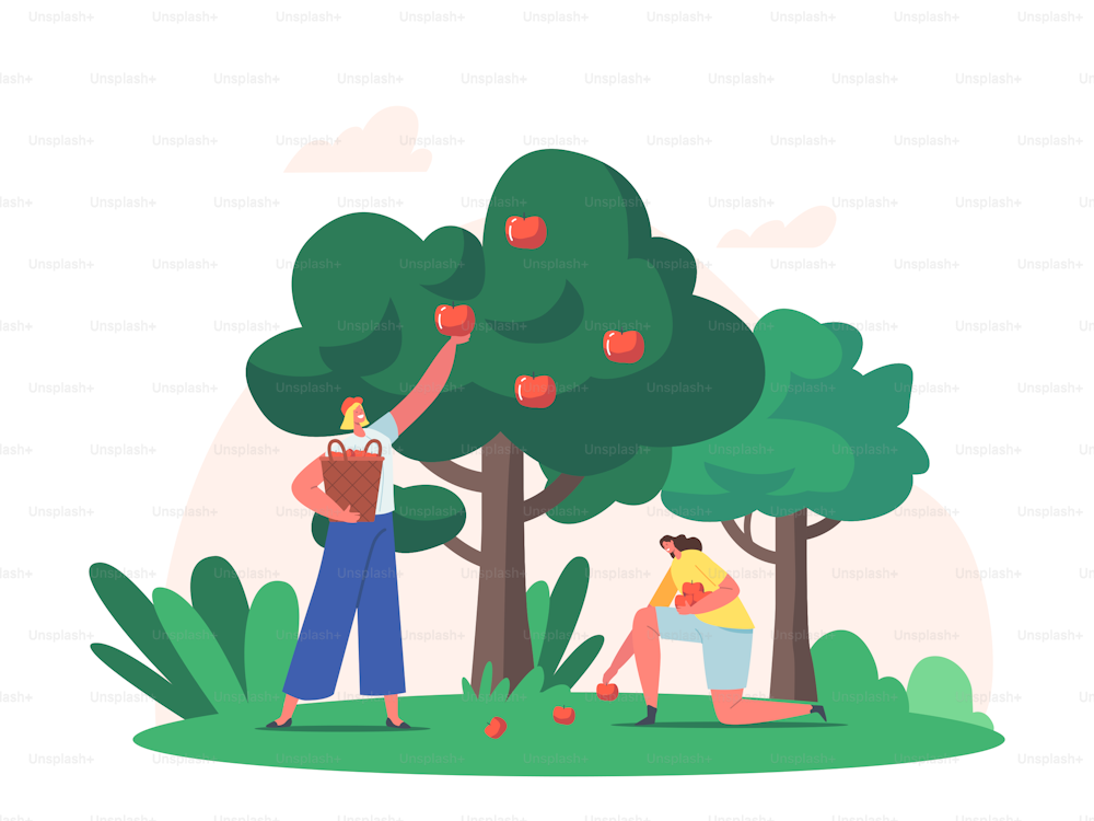 Mujeres cosechando frutas en el jardín. Los agricultores recogen manzanas para la canasta. Personajes de jardinería recolectando manzanas maduras de árboles en huertos, cultivos otoñales, agricultura. Ilustración vectorial plana de dibujos animados
