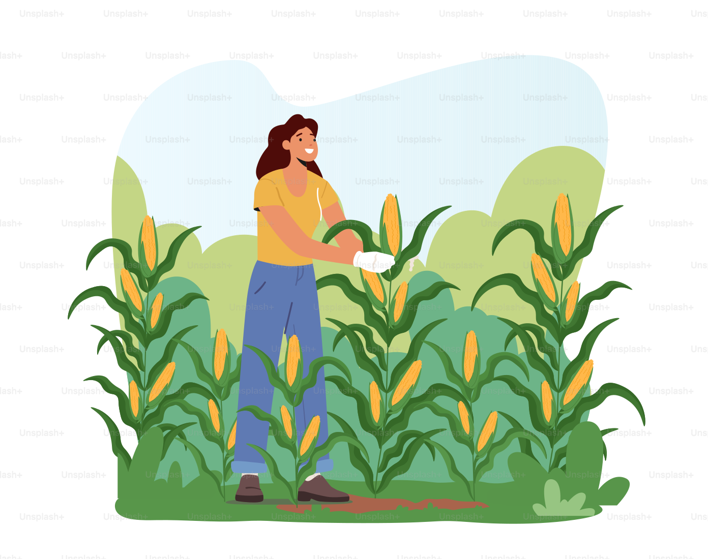 Woman Farmer in Gloves Harvesting Corn on Field. Gardener Female Character Working, Collecting Ripe Vegetables Crop, Healthy Farm Production, Girl Working on Ranch. Cartoon Vector Illustration