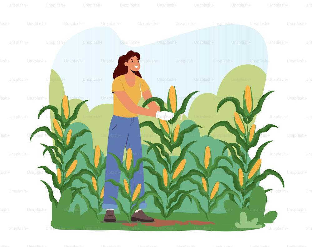 Woman Farmer in Gloves Harvesting Corn on Field. Gardener Female Character Working, Collecting Ripe Vegetables Crop, Healthy Farm Production, Girl Working on Ranch. Cartoon Vector Illustration