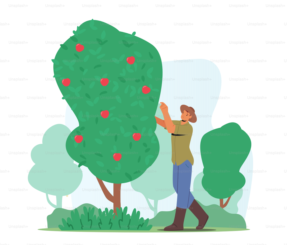 Hombre agricultor recoge manzanas. Personaje jardinero masculino cosechando frutas maduras de árboles verdes en el jardín de campo, producción de agricultura orgánica ecológica, recolección de cultivos. Ilustración vectorial de Cartoon People