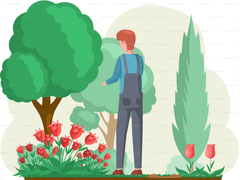 Guy gardening plants on backyard flowers on beautiful flower bed, enjoying tulips and roses in spring garden. Organic horticulture illustration. Man gardener worker is engaged in gardening in grounds