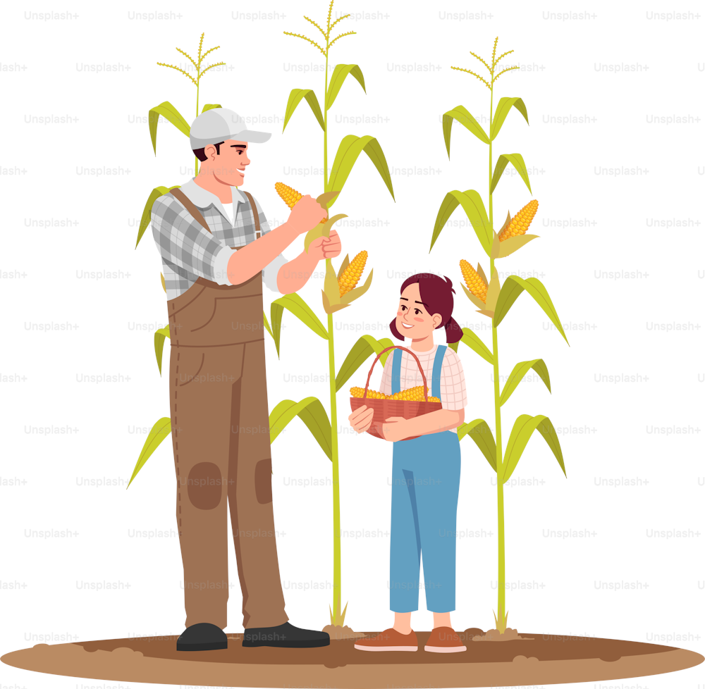 Collecting corn crop semi flat RGB color vector illustration. Local production of fresh vegetable. Activity for family on ranch. Father and daughter isolated cartoon characters on white background