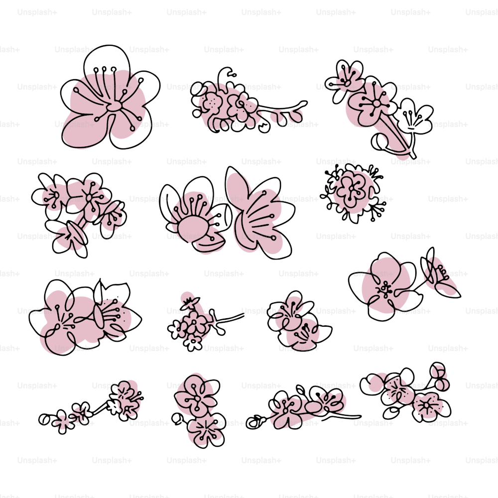 Conjunto de cogollos de sakura japonesa. Flores de cerezo en flor en un estilo de arte de línea. Garabato blanco y negro con formas abstractas de color rosa. Colección de elementos de resorte