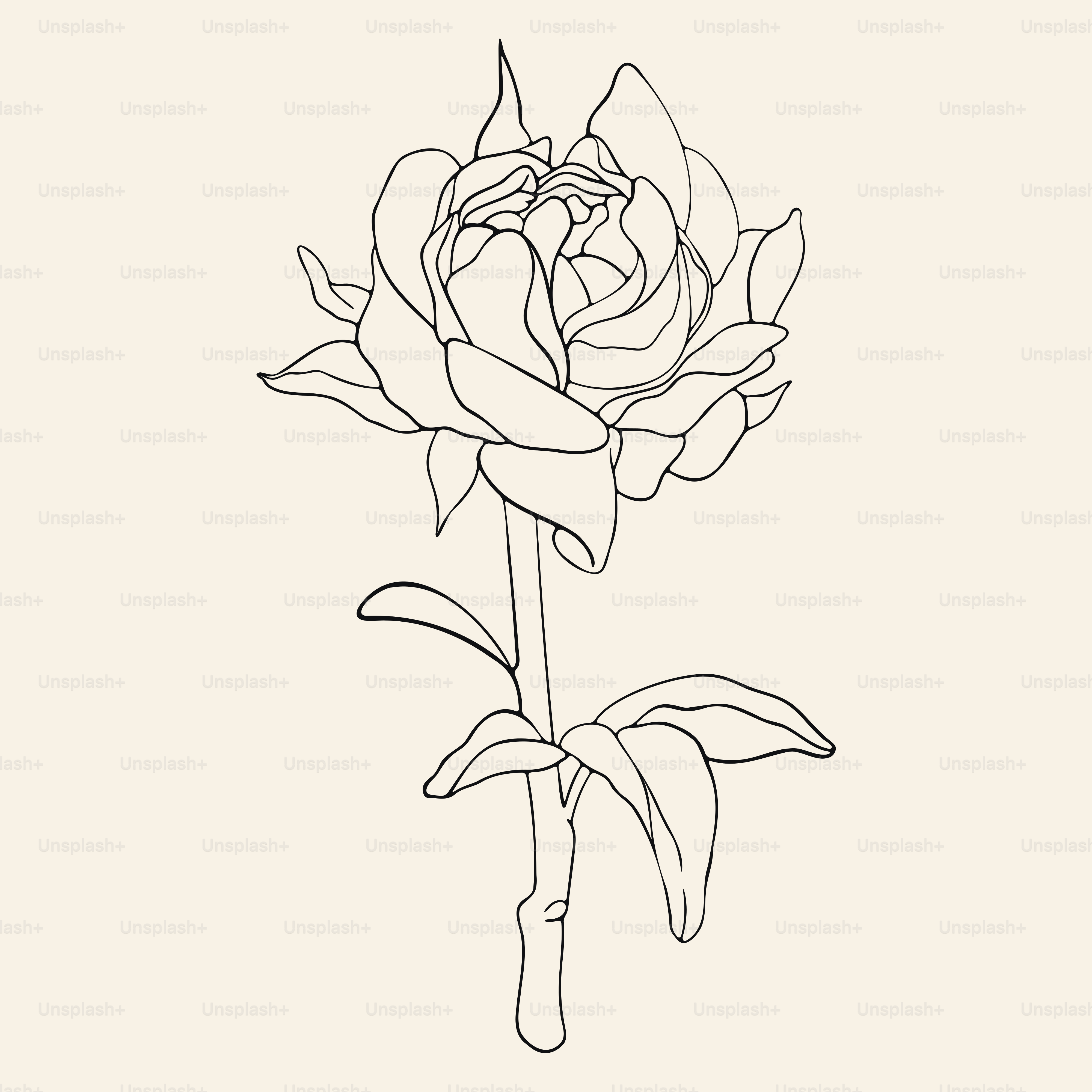 Hand drawn line art illustration. Detailed outline drawings. Templates for coloring books, tattoos, stickers, prints.