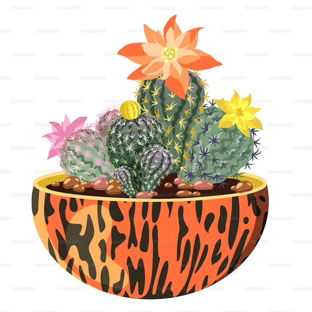 Blooming cacti in a pot. Vector image isolated on white background.