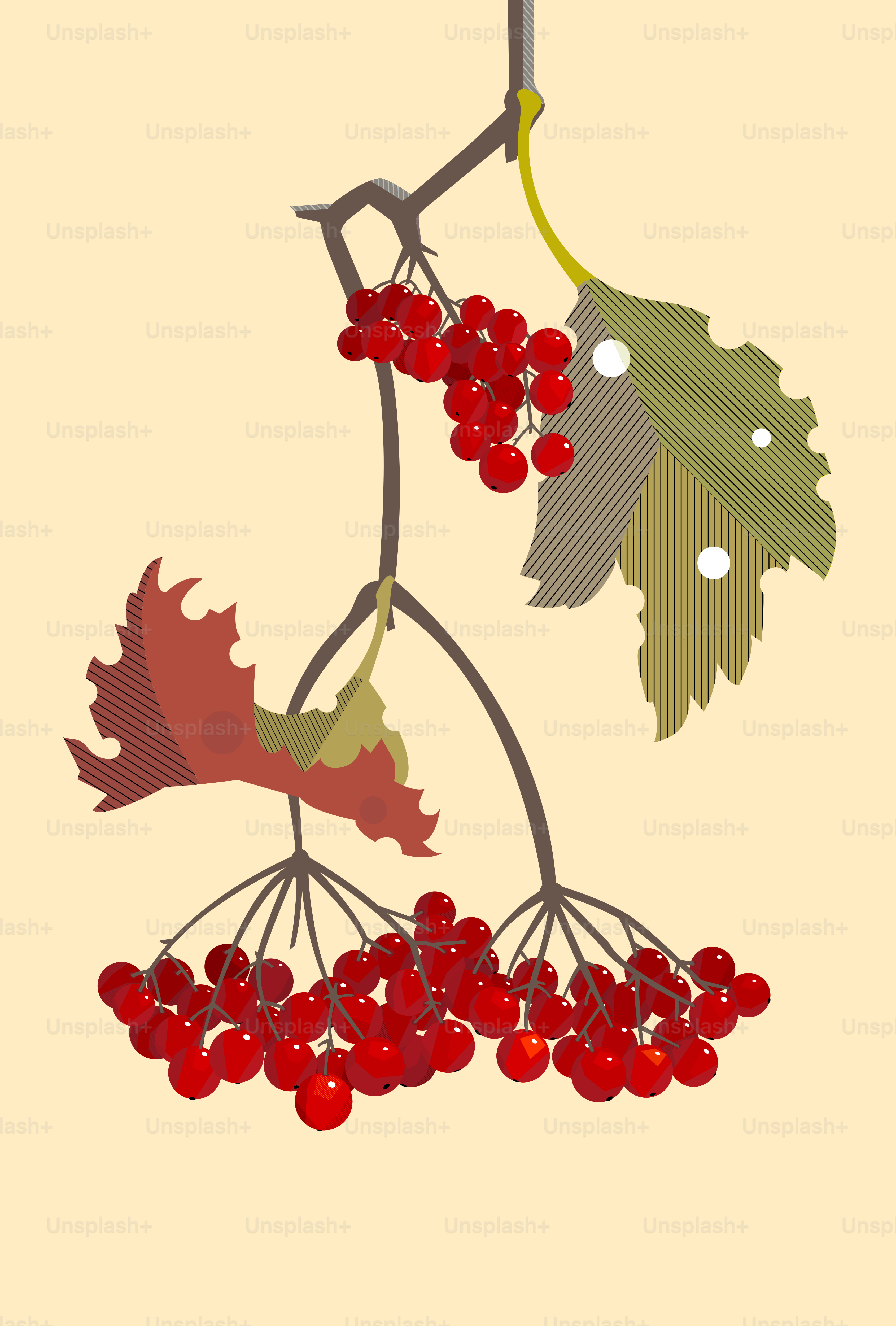 A branch of red viburnum in the fall, minimalist style