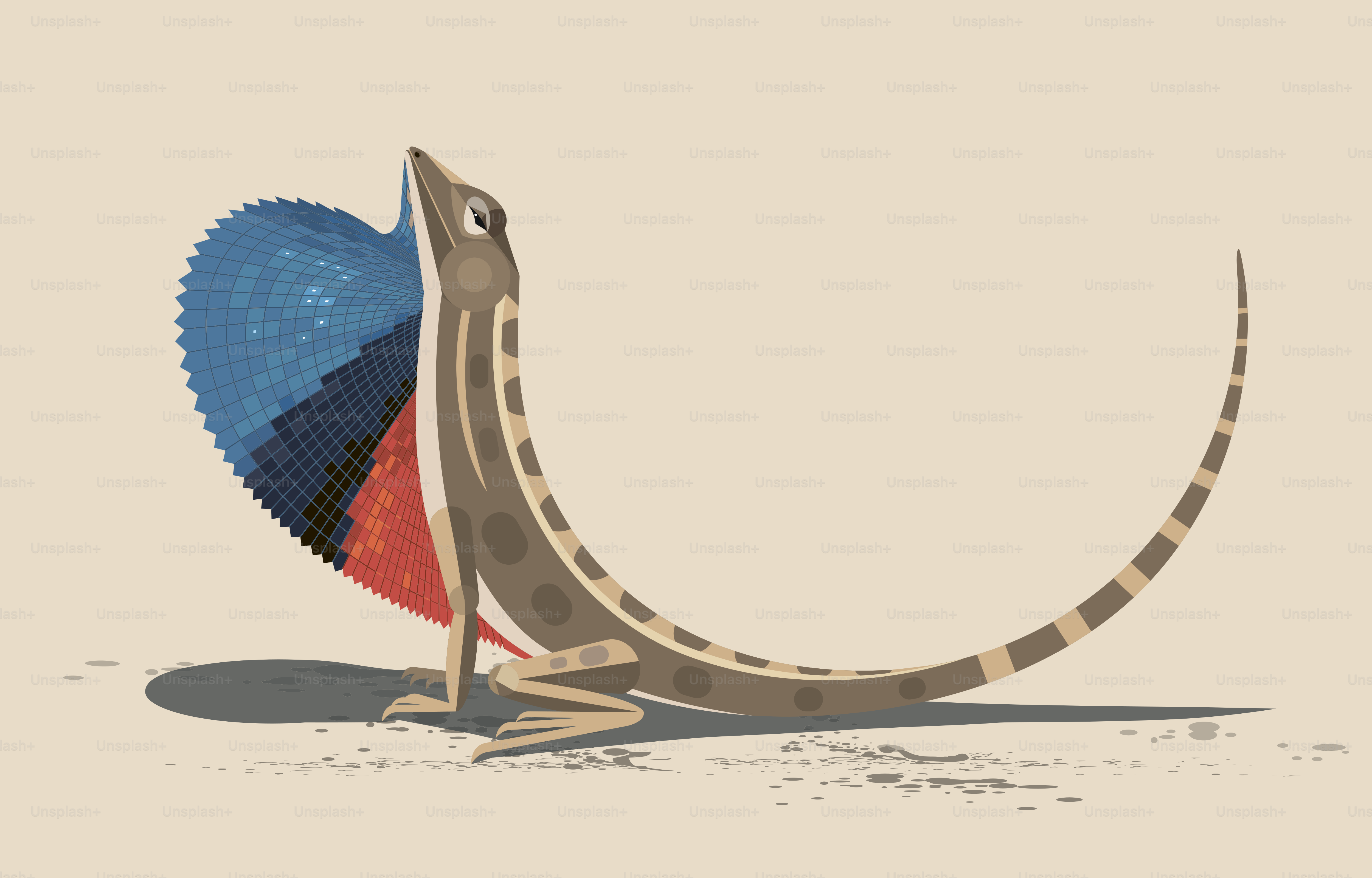 The male lizard Agama Sitana demonstrates to the female a bright multi-colored crest on his neck during the mating period, side view, stylized image