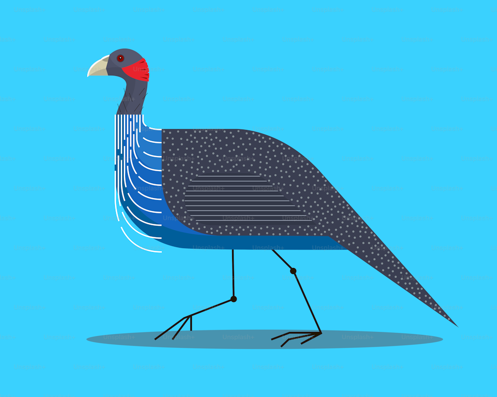 Vista lateral de gallina de Guinea buitre sobre fondo azul, imagen estilizada, vector