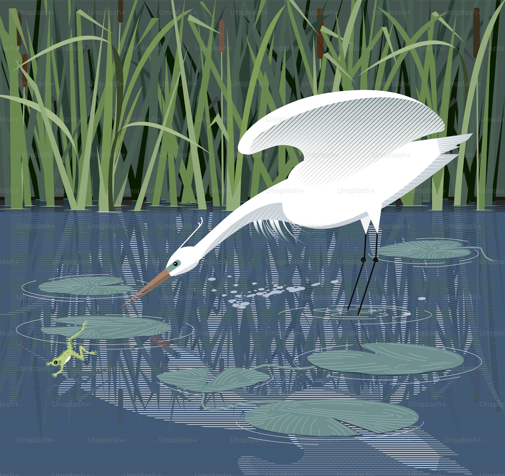 Egret hunts for a frog in the reeds, among water lilies