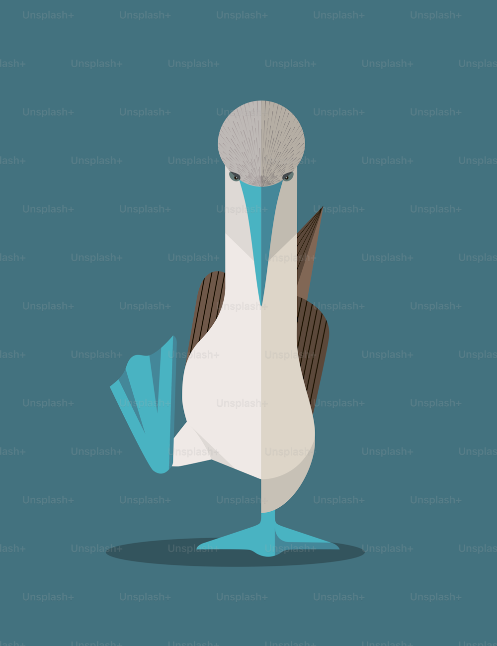During the mating season, the male blue-footed boobies raise their paws high, showing the female their color. The richer the blue color of the paws, the more chances the male has to start a family, stylized image