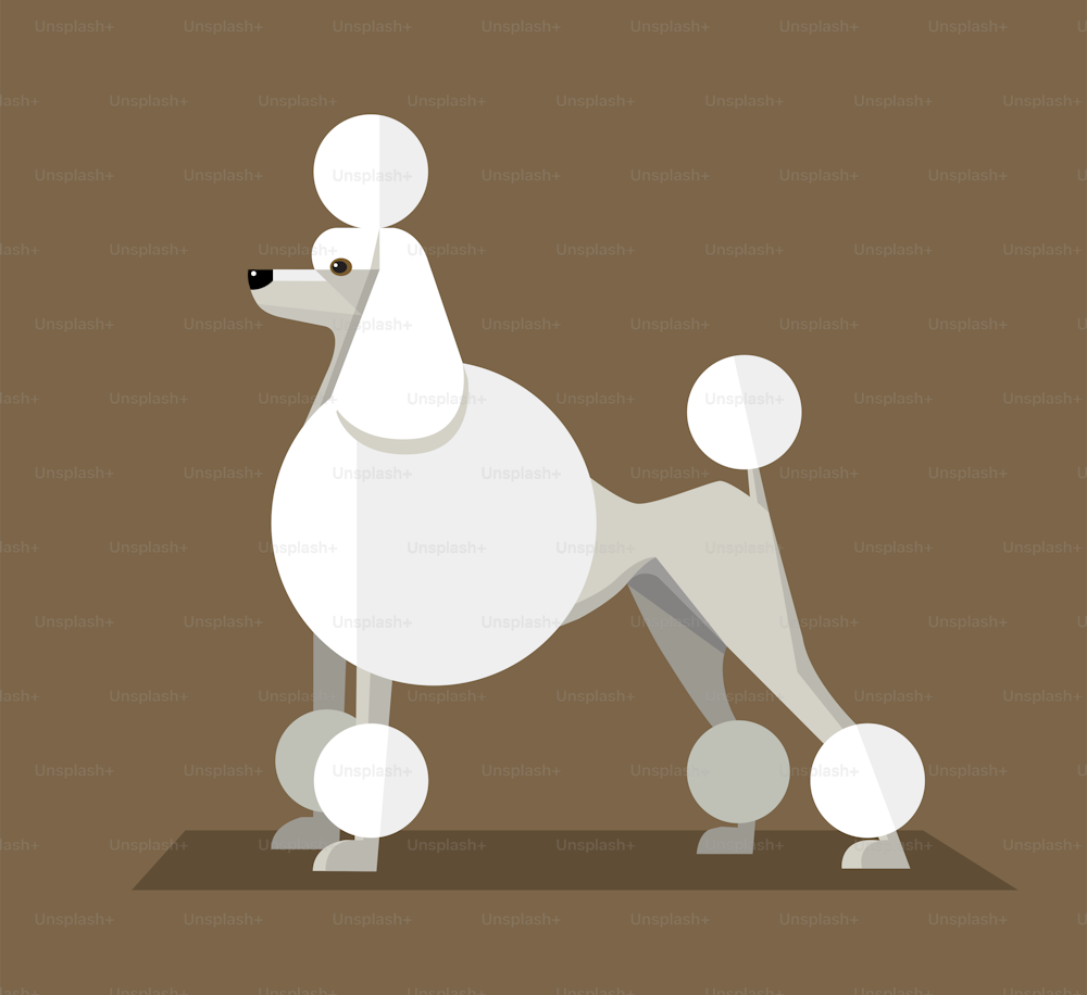 Great White Royal Poodle, minimalist image on a brown background