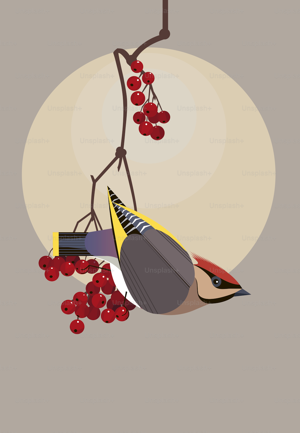 Beautiful waxwing sits on a branch of viburnum and carefully looks around