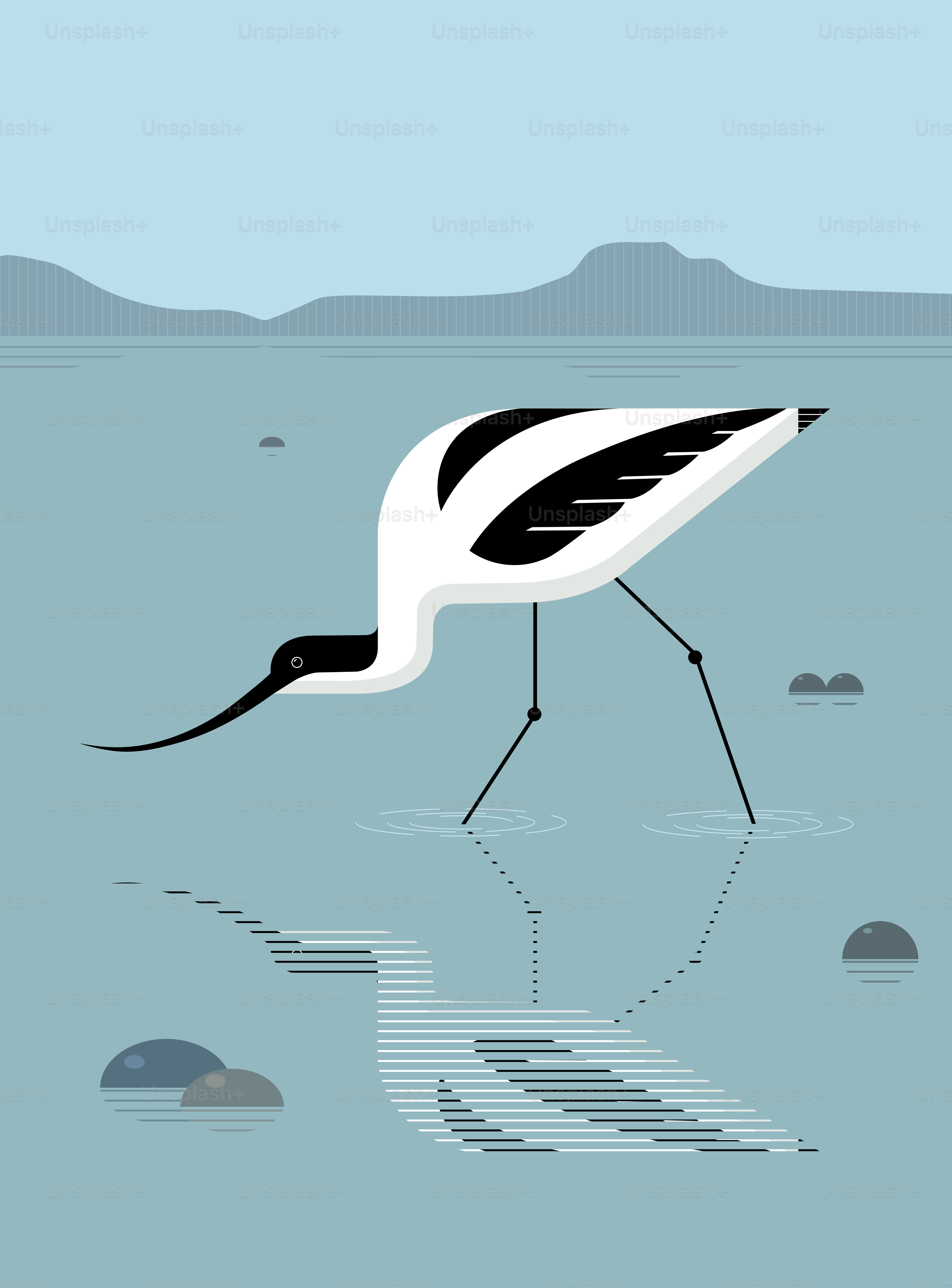 Avocette cherchant dans la rivière, image stylisée, vecteur